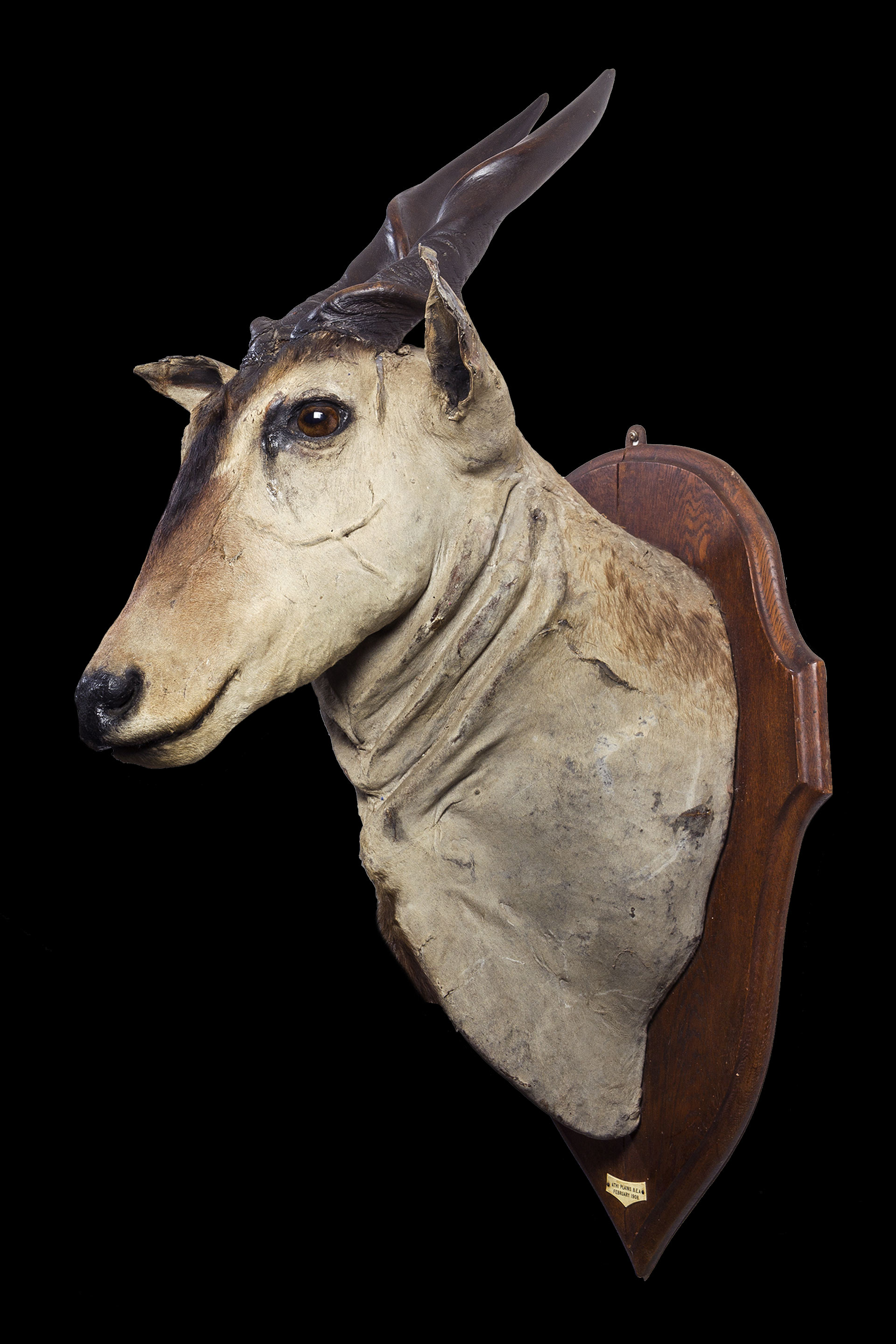 Common Eland attributed to Leonard C Harwood