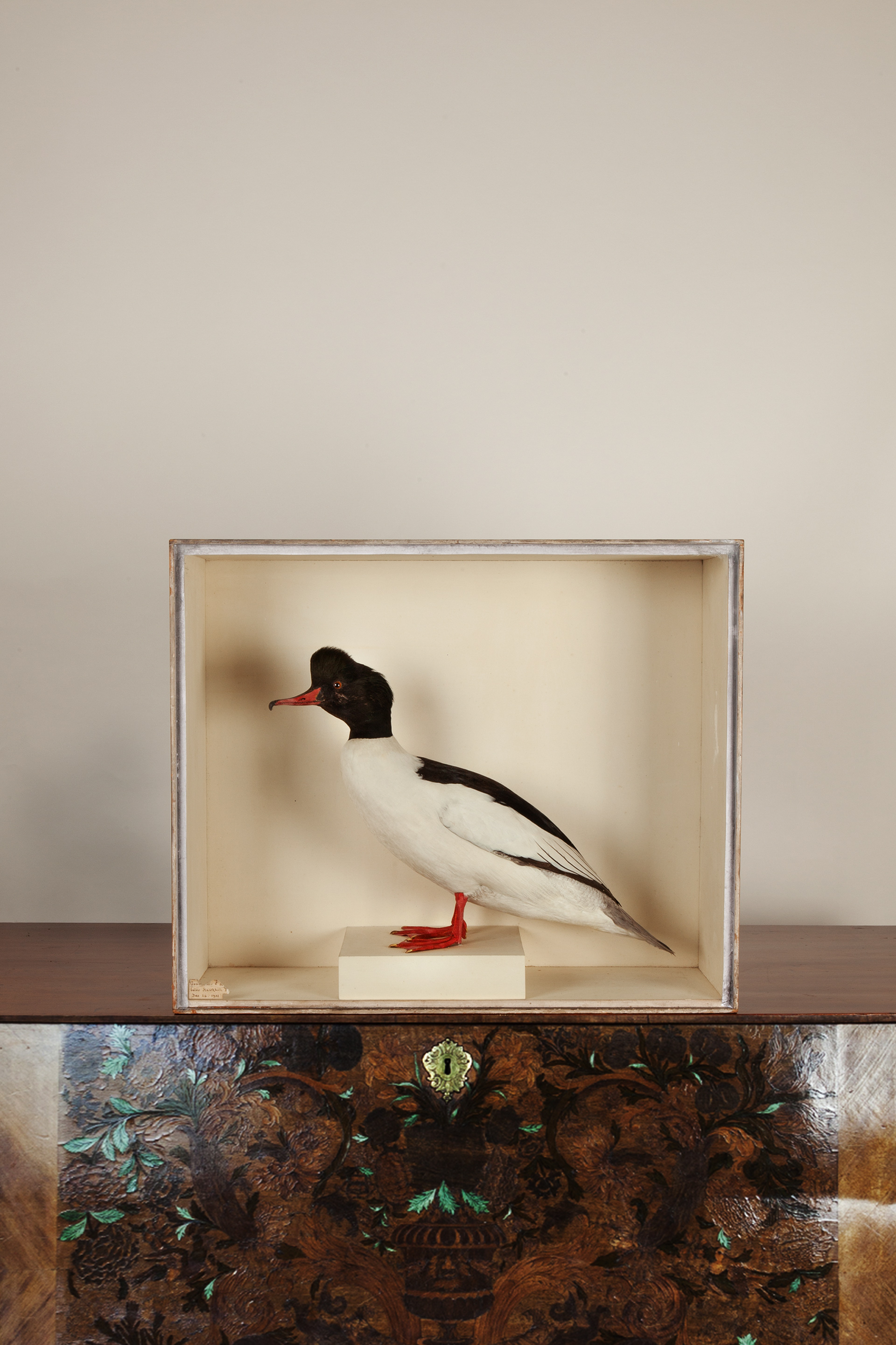 Taxidermy Goosander by Robert Duncan of Newcastle-upon-Tyne. Shot at Hawkshill 1902.
