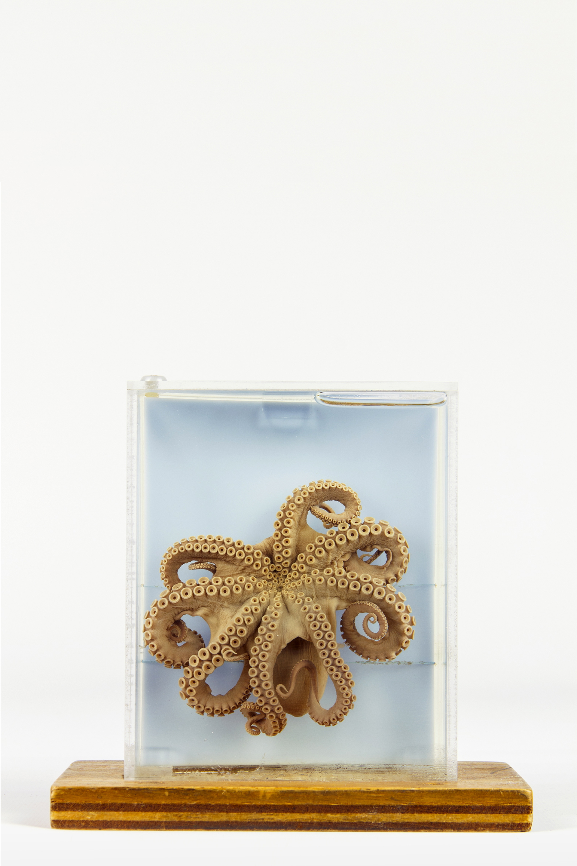 Common Octopus