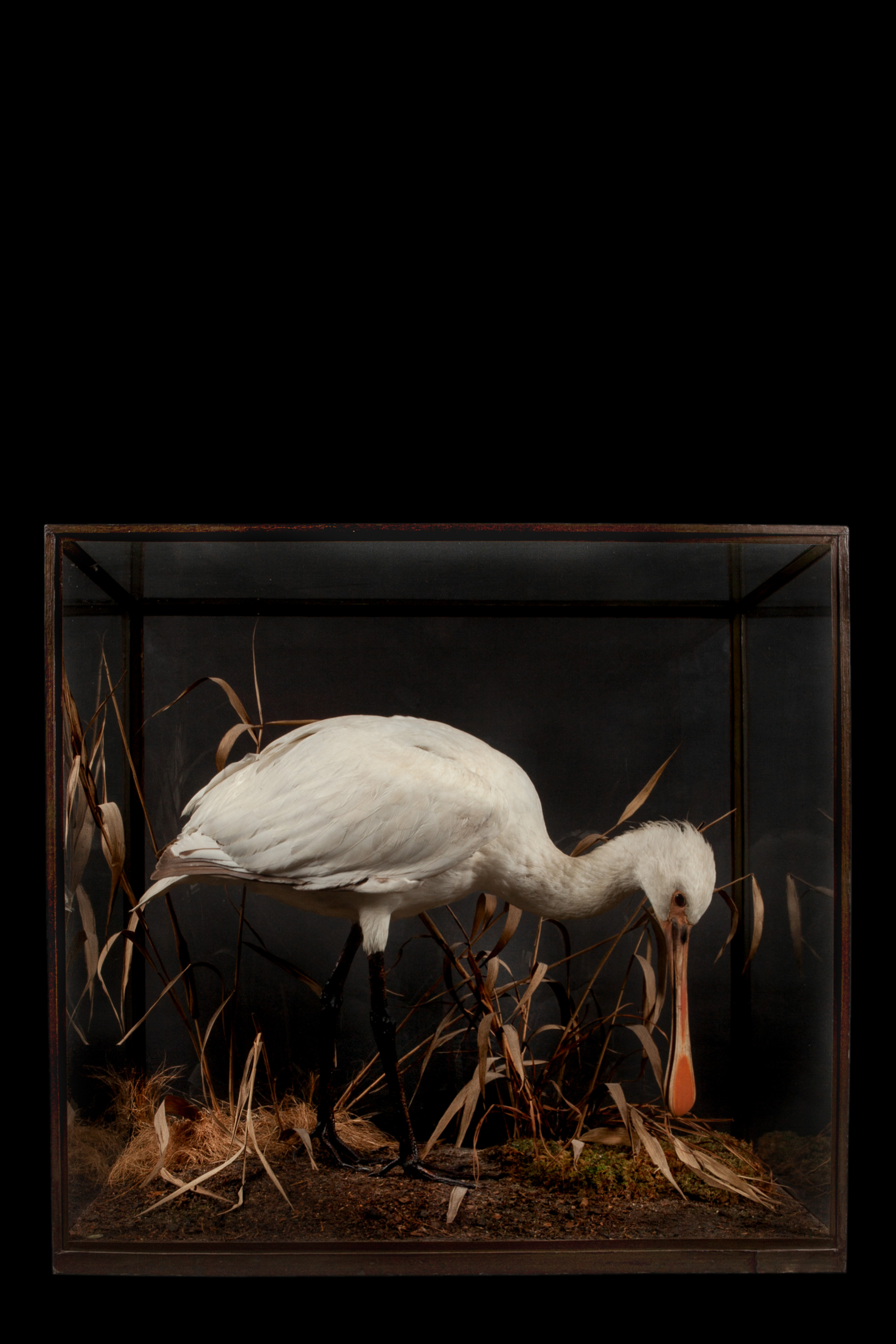 Common spoonbill by Rowland Ward