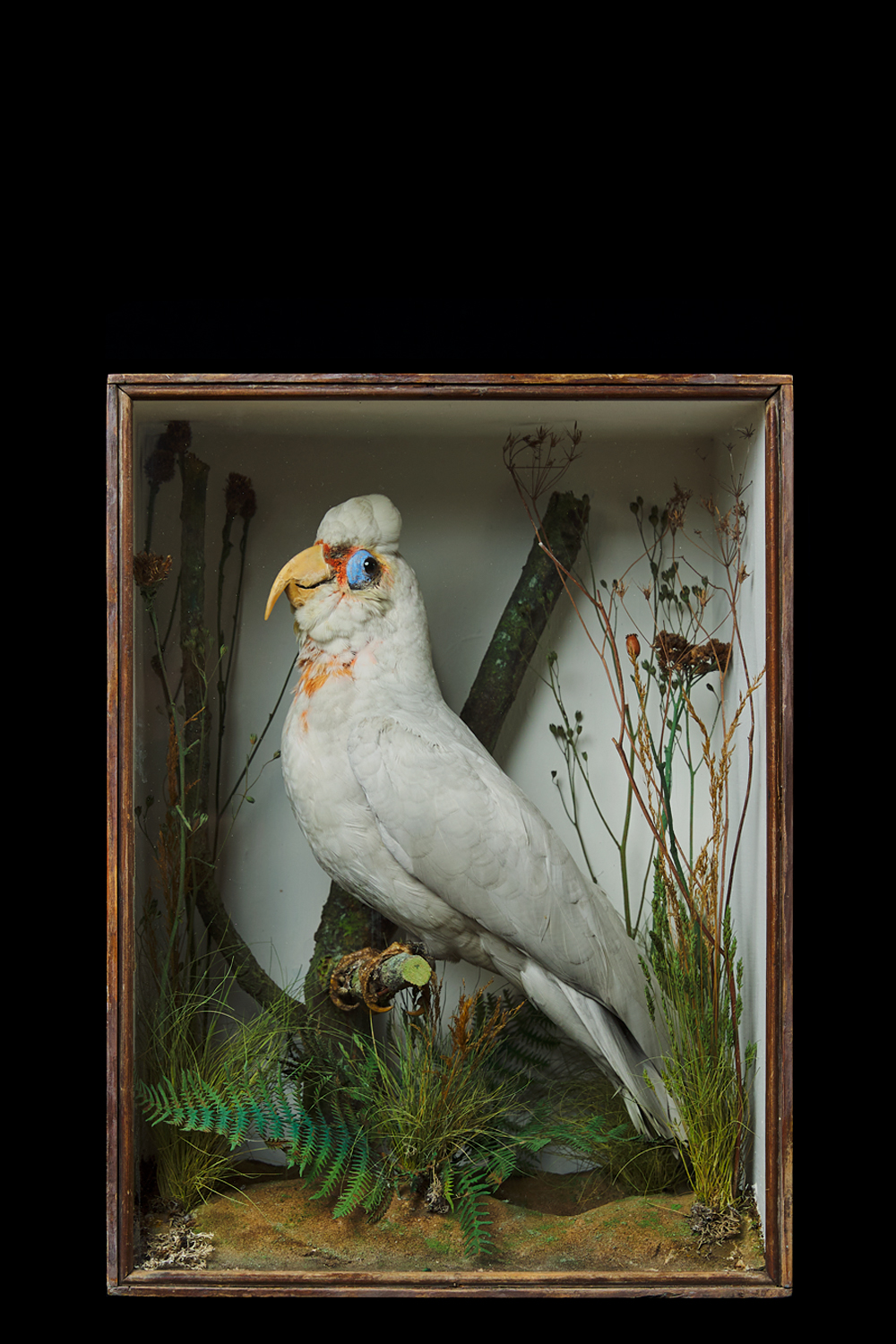 Corella Taxidermy Case By Cole Of Norwich