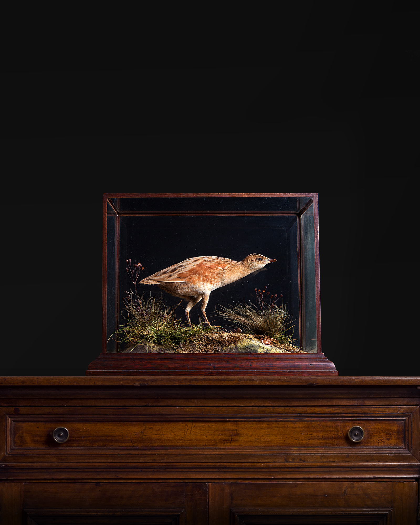 Corncrake by P. Spicer & Sons