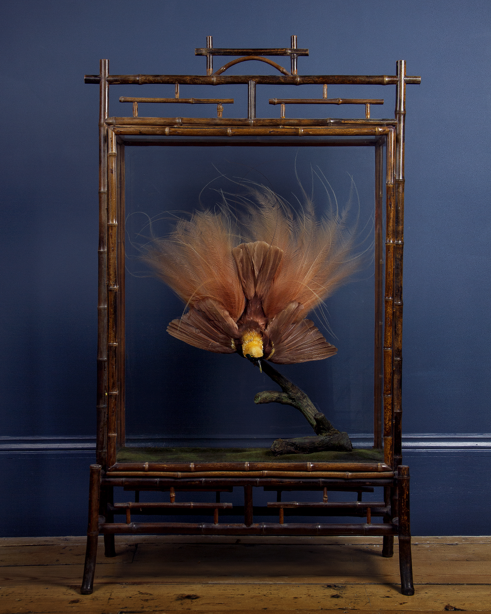 Count raggi's bird-of-paradise fire screen