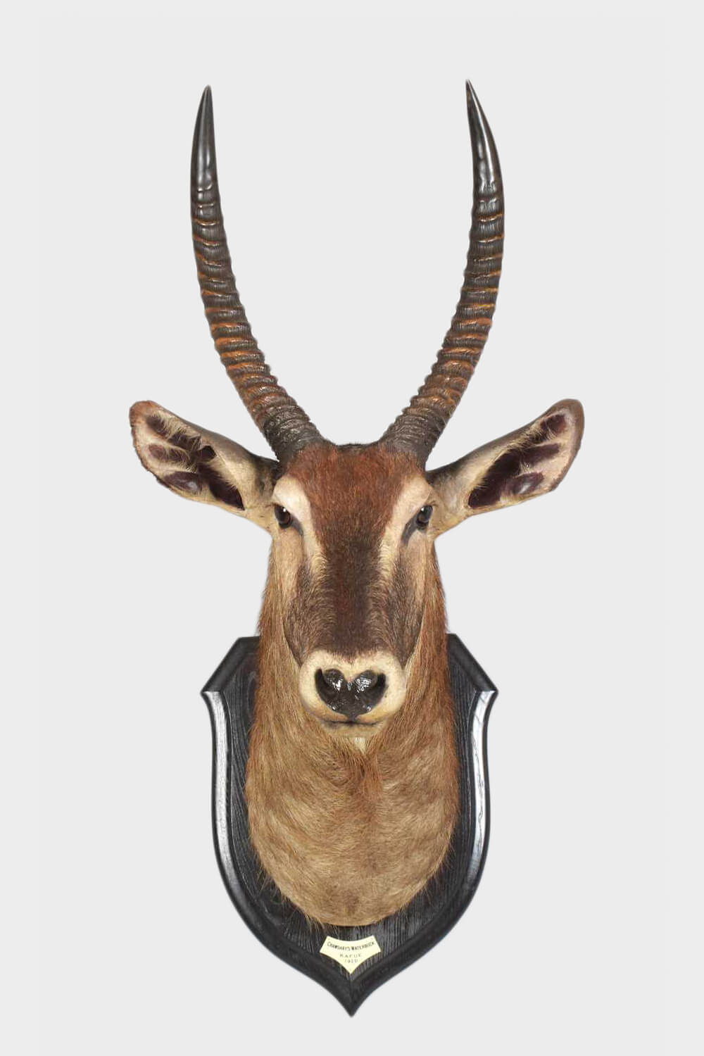 Crayshaws Waterbuck Taxidermy Head By Rowland Ward