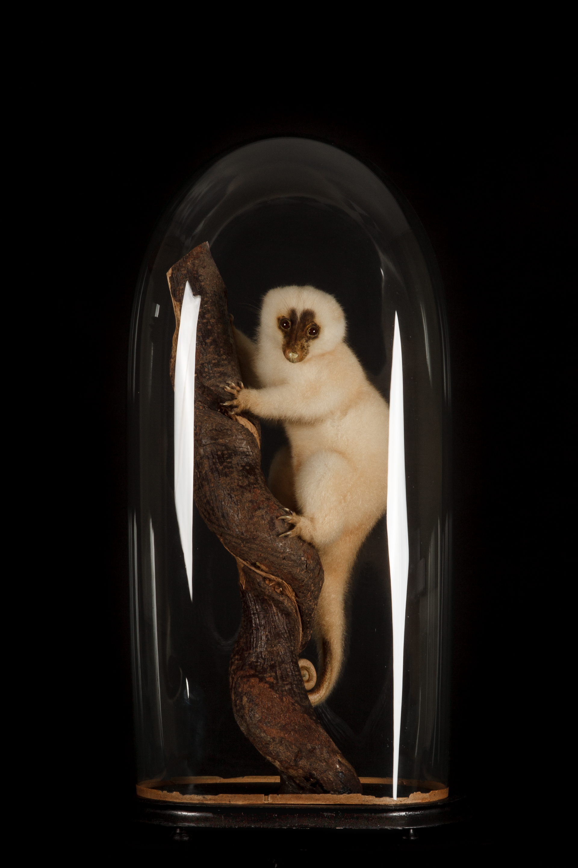 A Curious Taxidermy White Cuscus From New Guinea Mounted Under An Antique Glass Dome