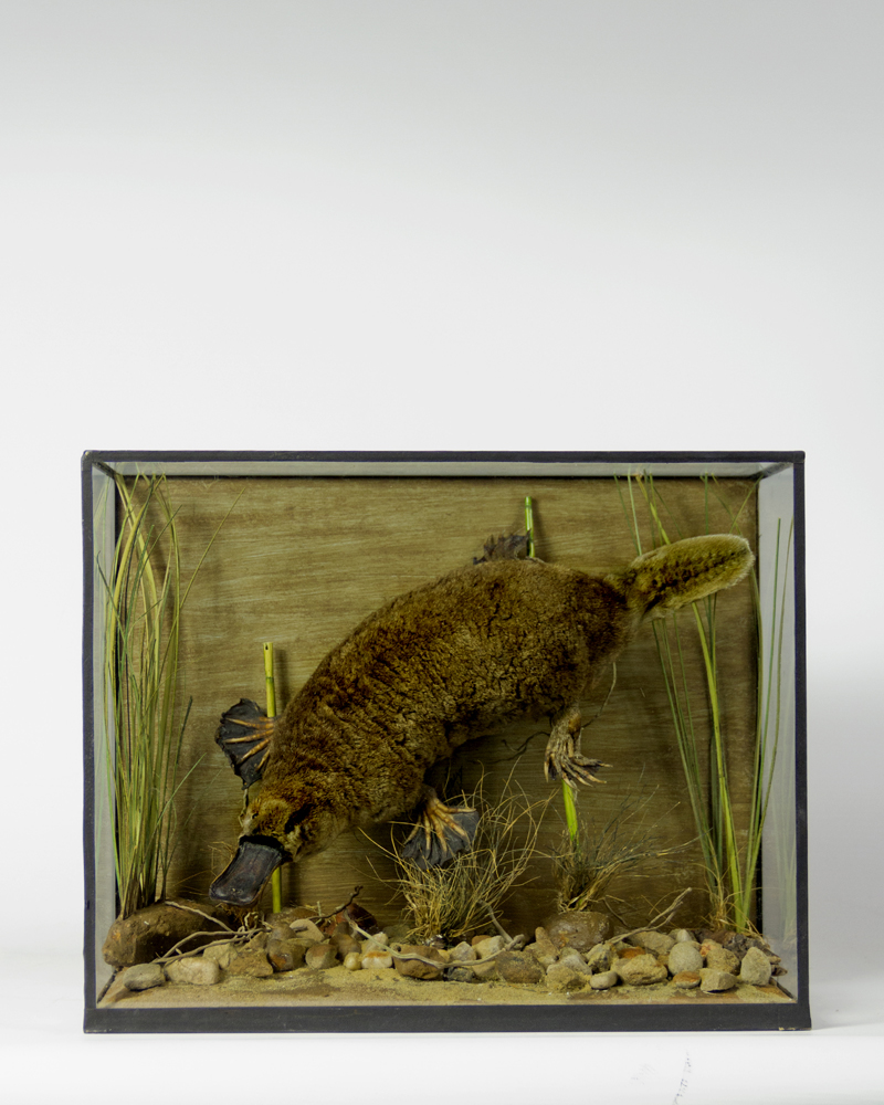 Very Unusual Swimming Taxidermy Duck Billed Platypus
