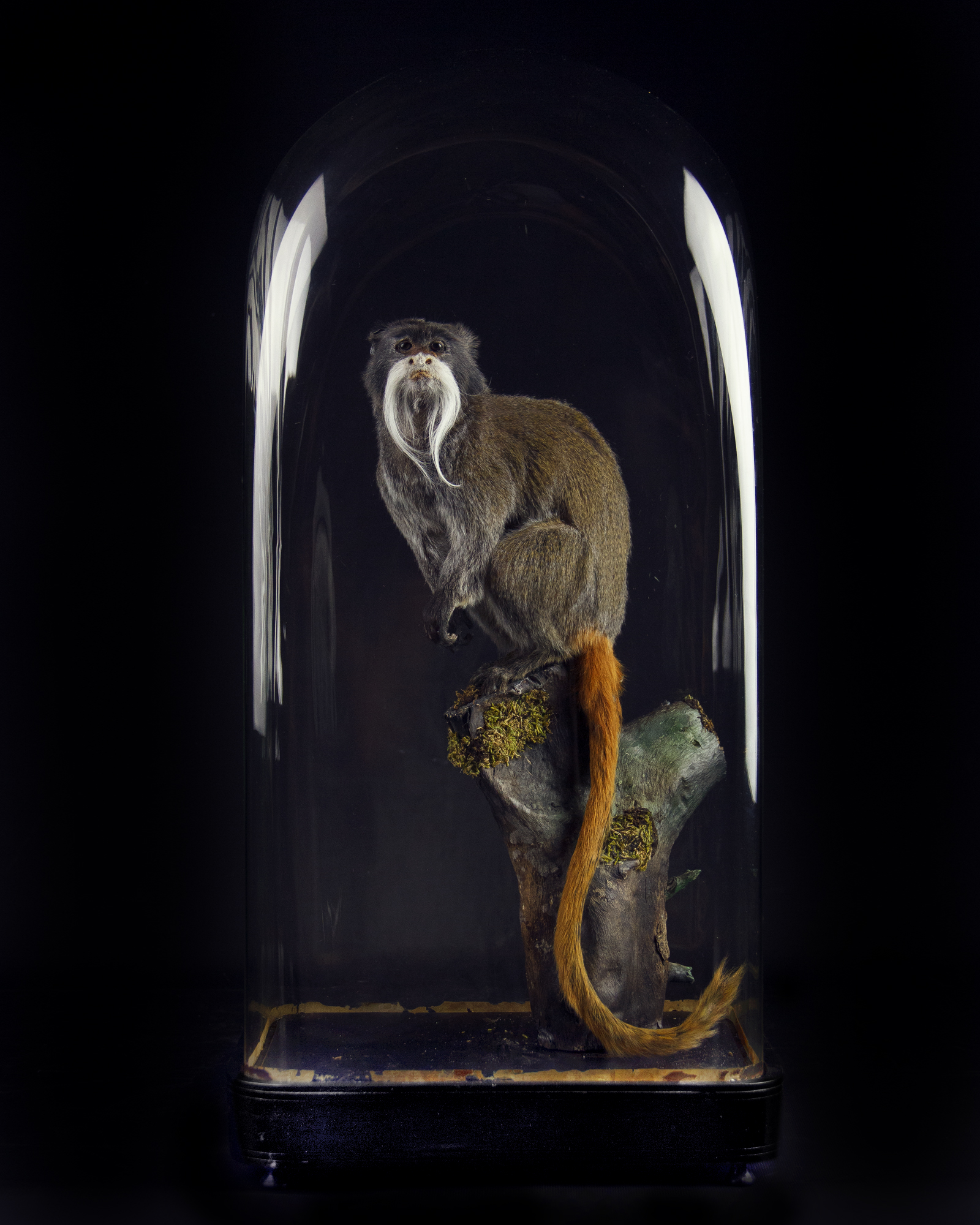 Emperor Tamarin
