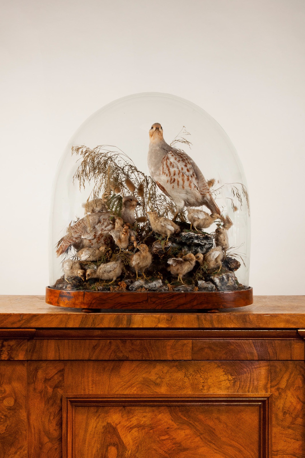 English partridges with chicks attributed to Henry Murray of Carnforth