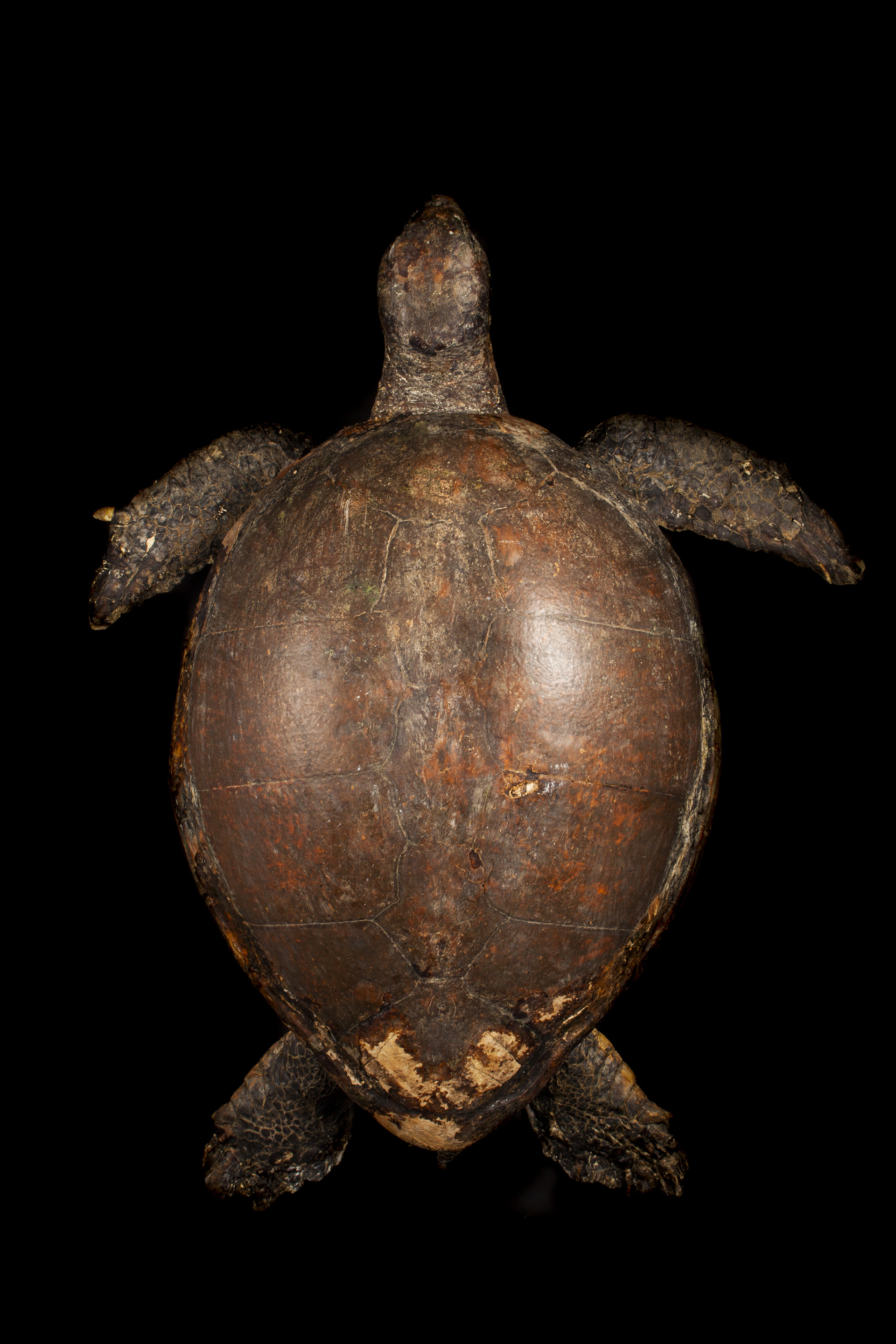 Enormous Victorian Taxidermy Loggerhead Turtle