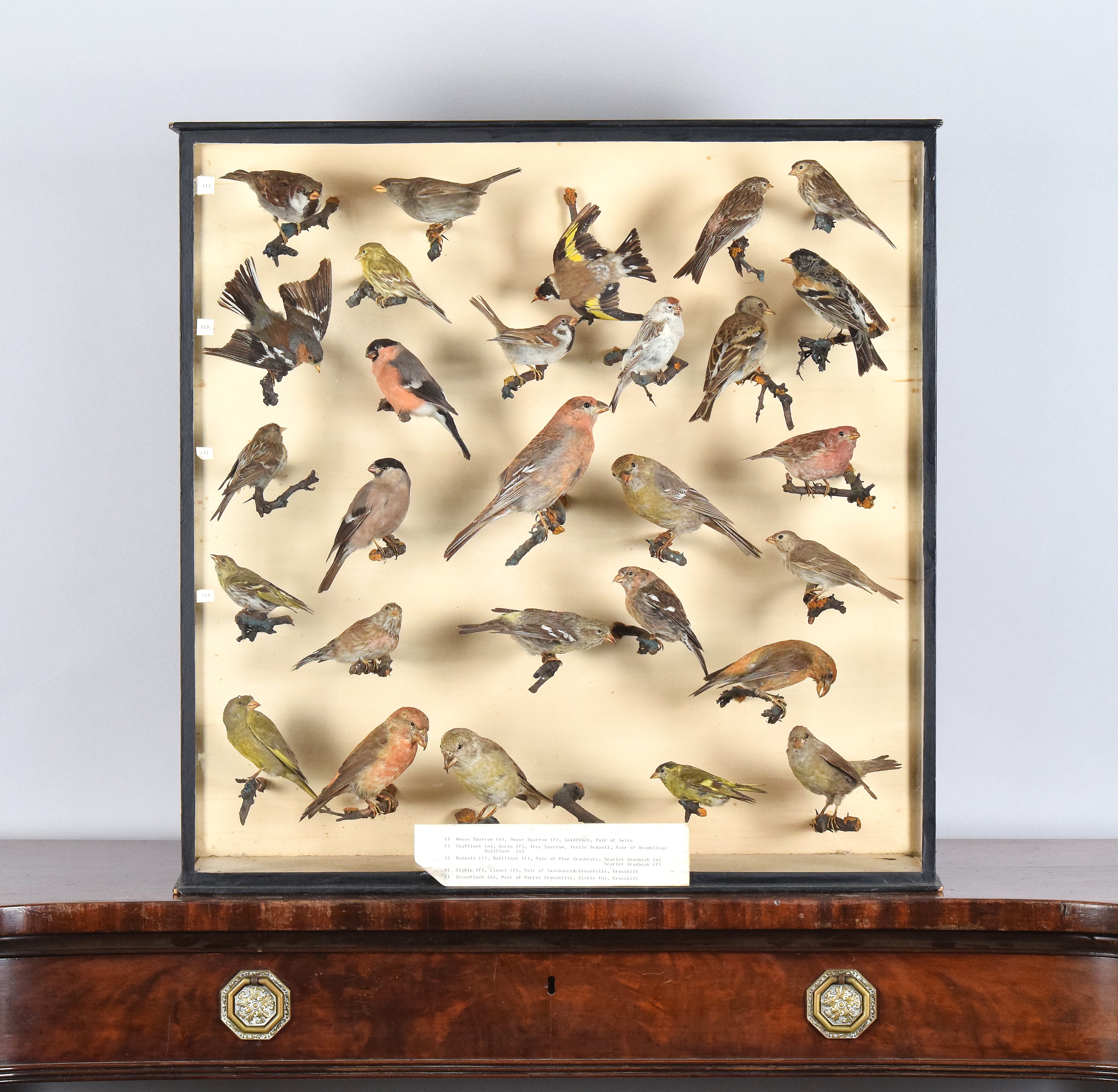 Ex-Museum Case Of Mostly Rare Taxidermy British Passerines Attributed To Joseph Cullingford