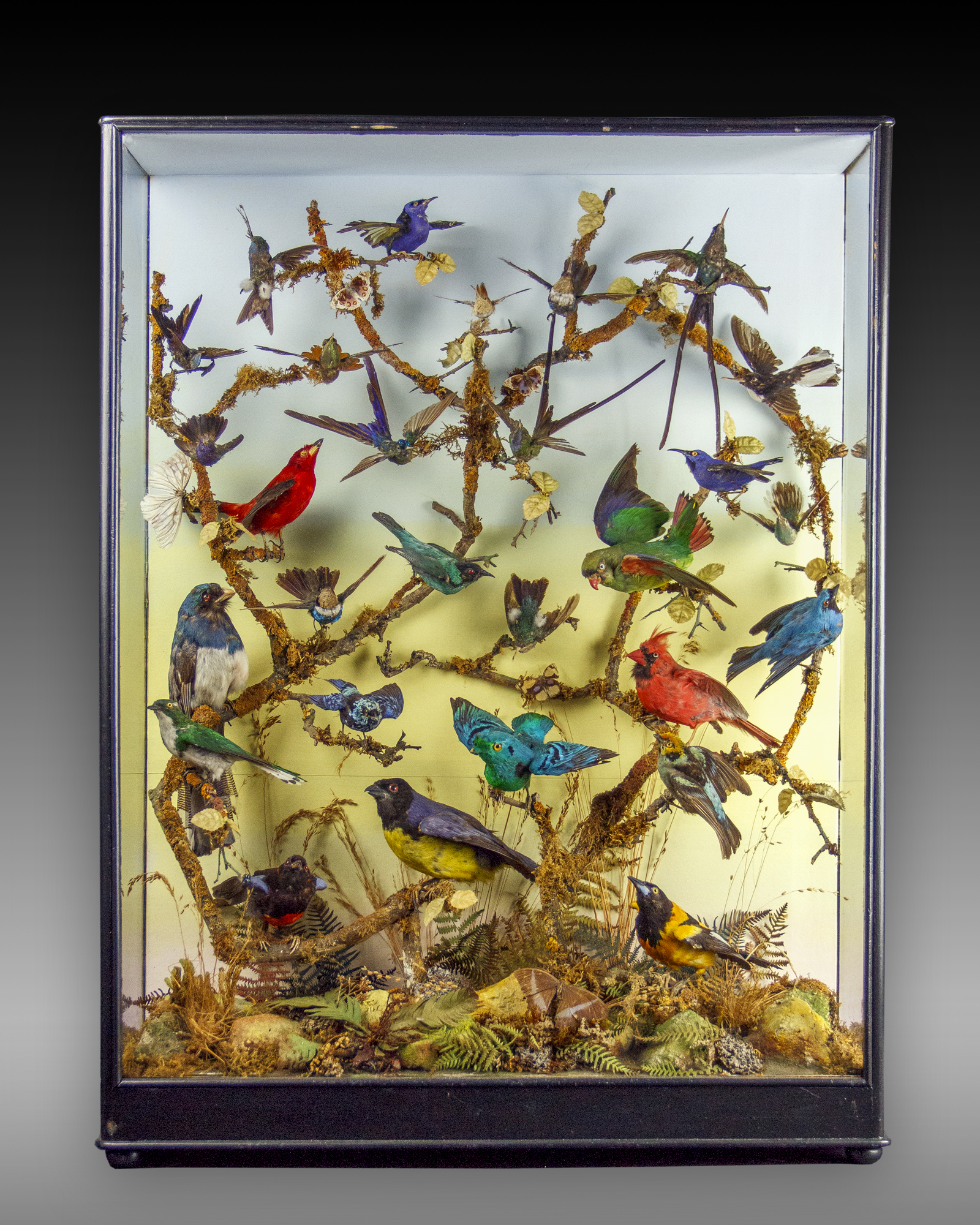 Exotic birds