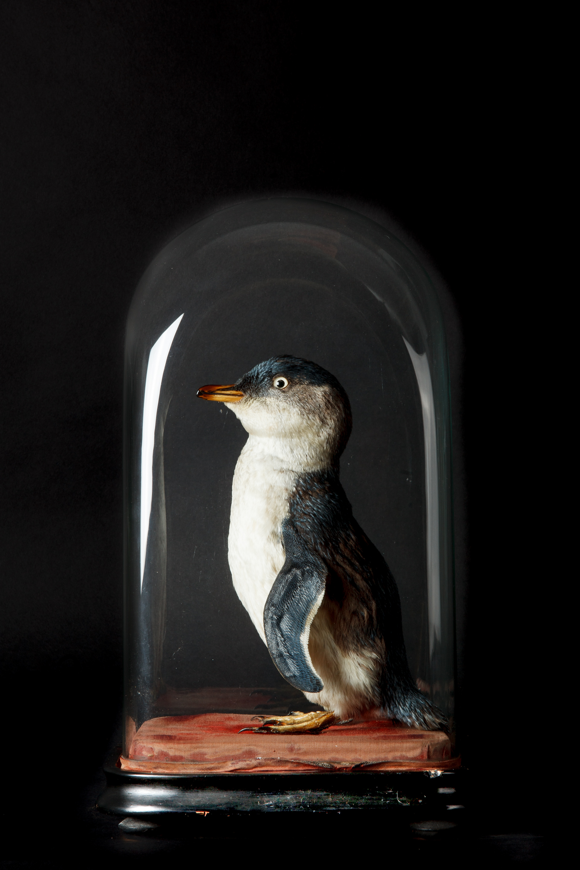 Fairy Penguin By FE Gunn