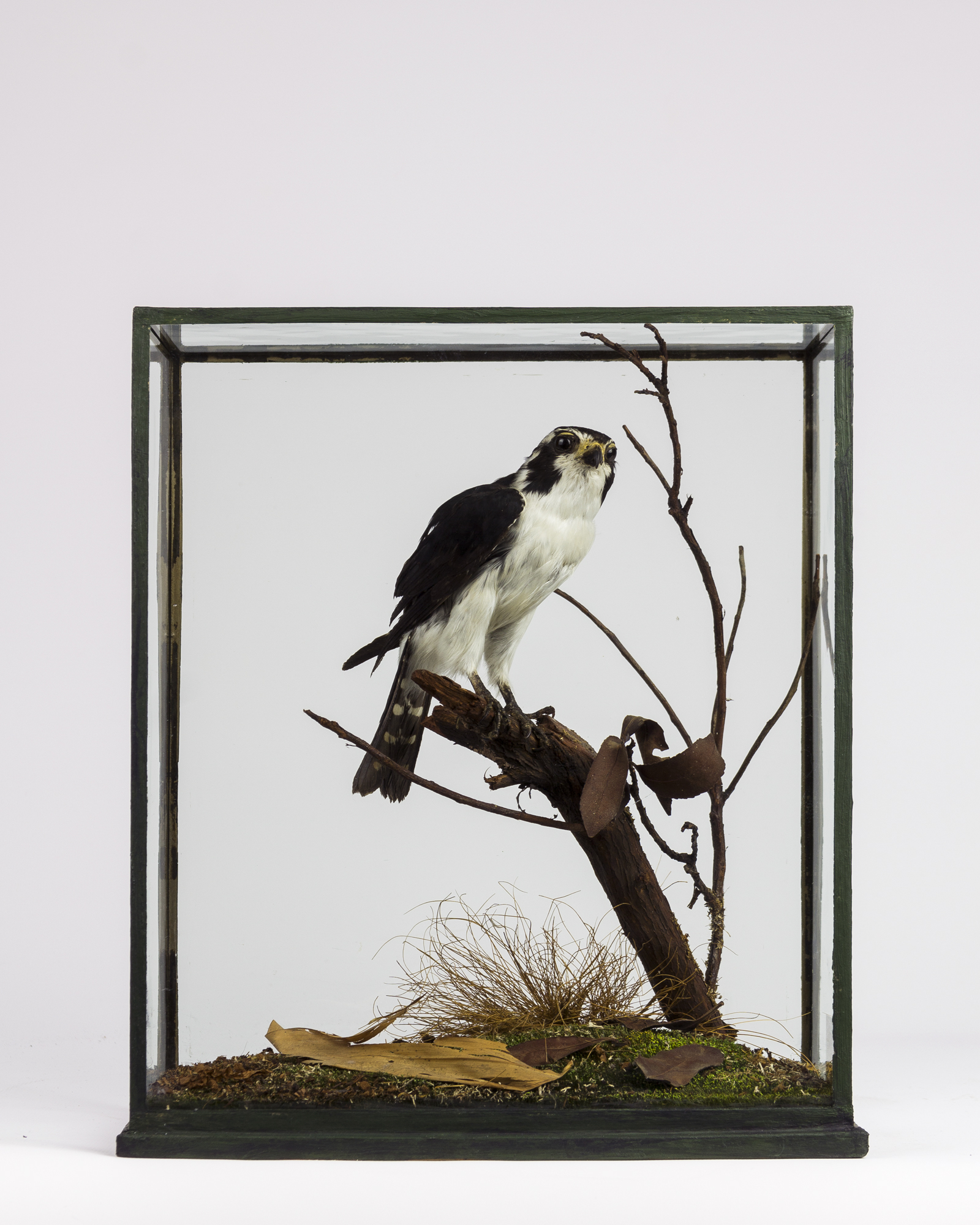 Falconet By Rowland Ward