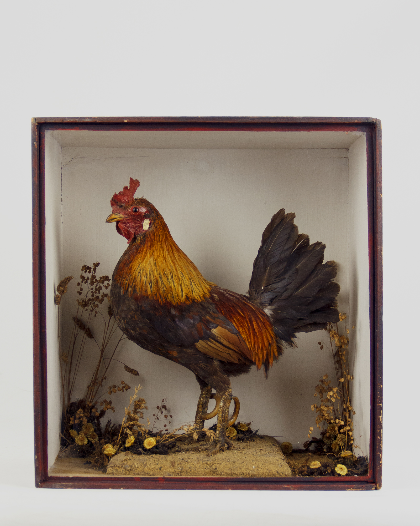 Fighting Bantam