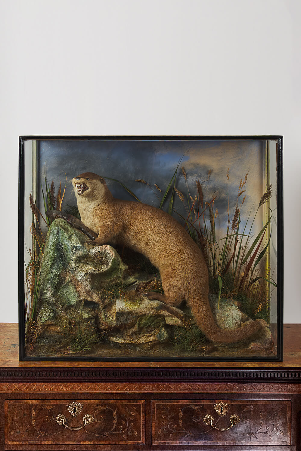 Cased Taxidermy Otter Attributed To EF Spicer Circa 1900