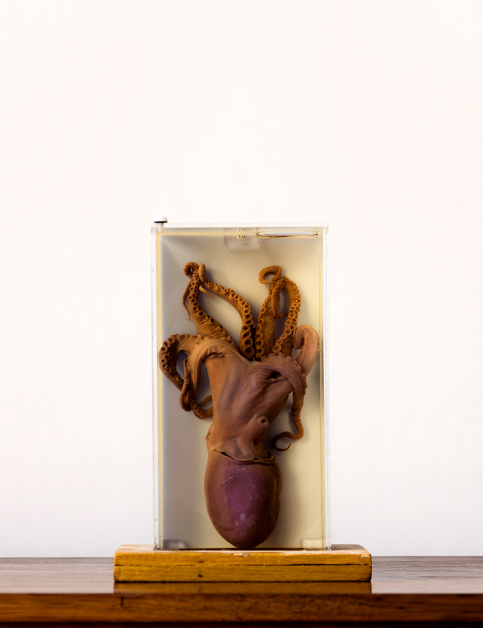 A fine quality pickled Octopus mounted by Edward Gerrard & sons.