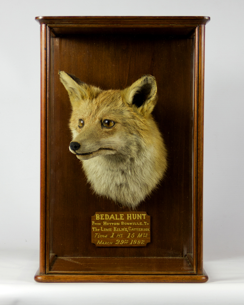 Cased Fox Head