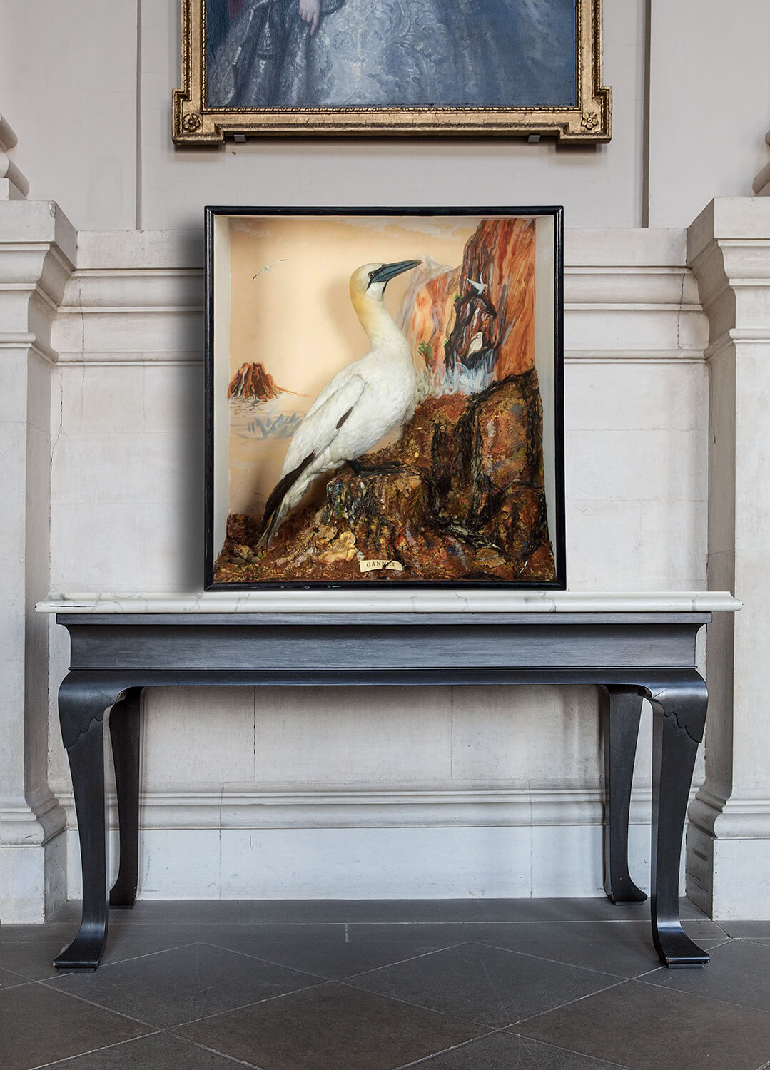 Gannet Taxidermy Case By GF Leech