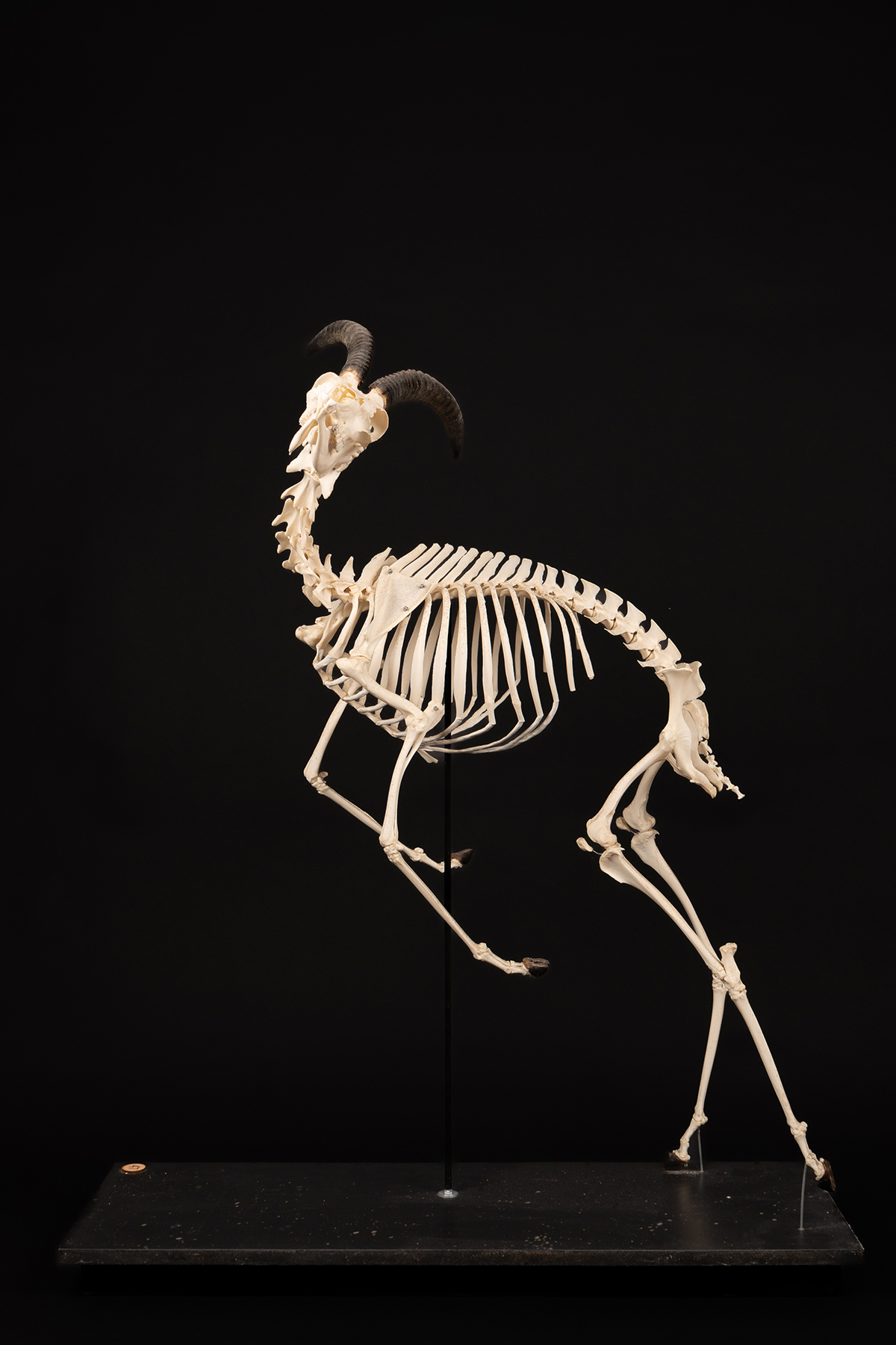 Gaultiers Gazelle