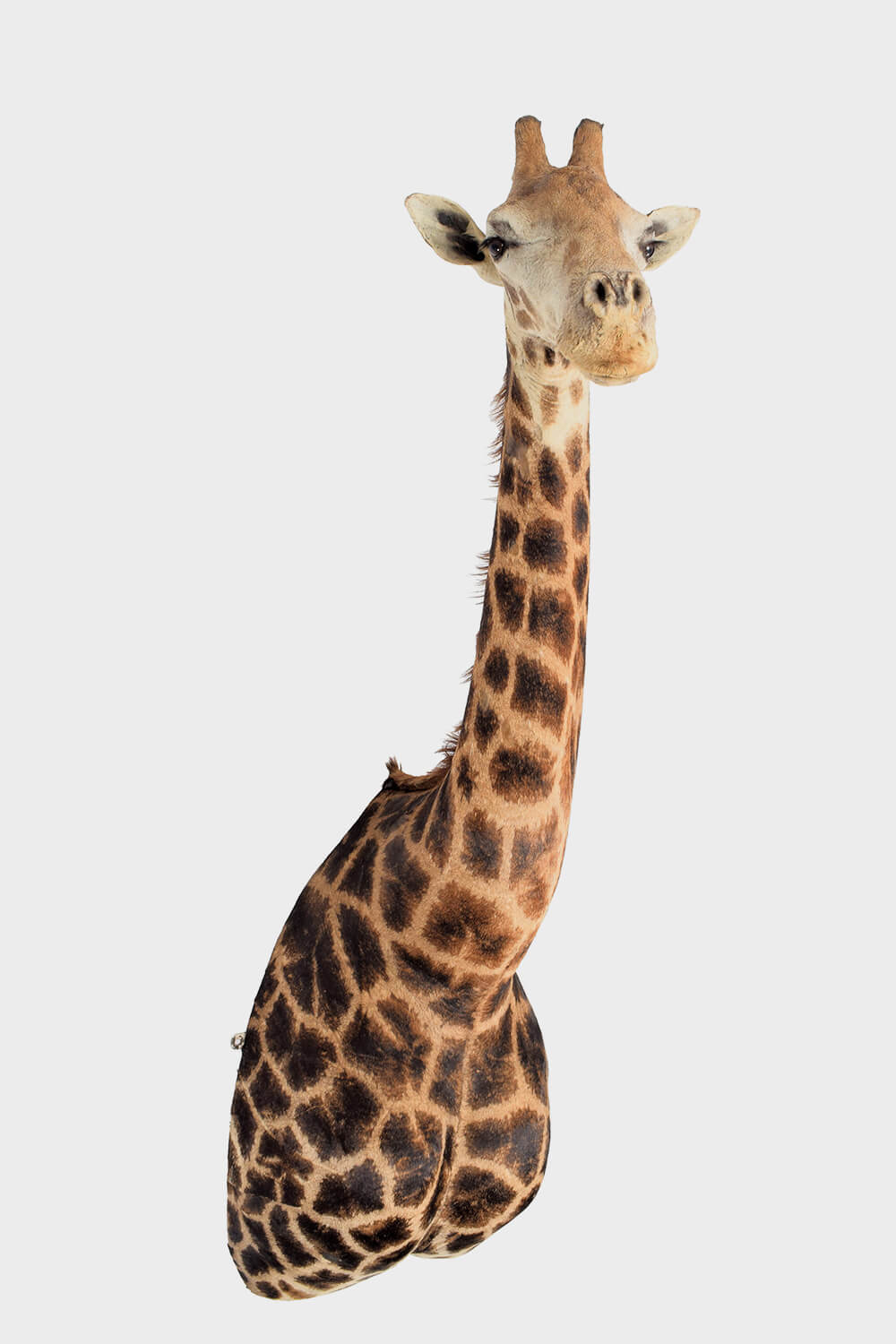 Giraffe Shoulder Mount