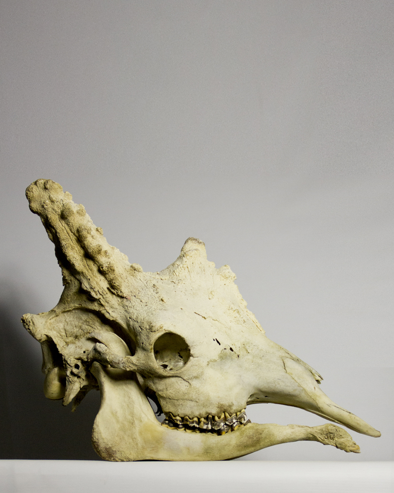 Giraffe Skull