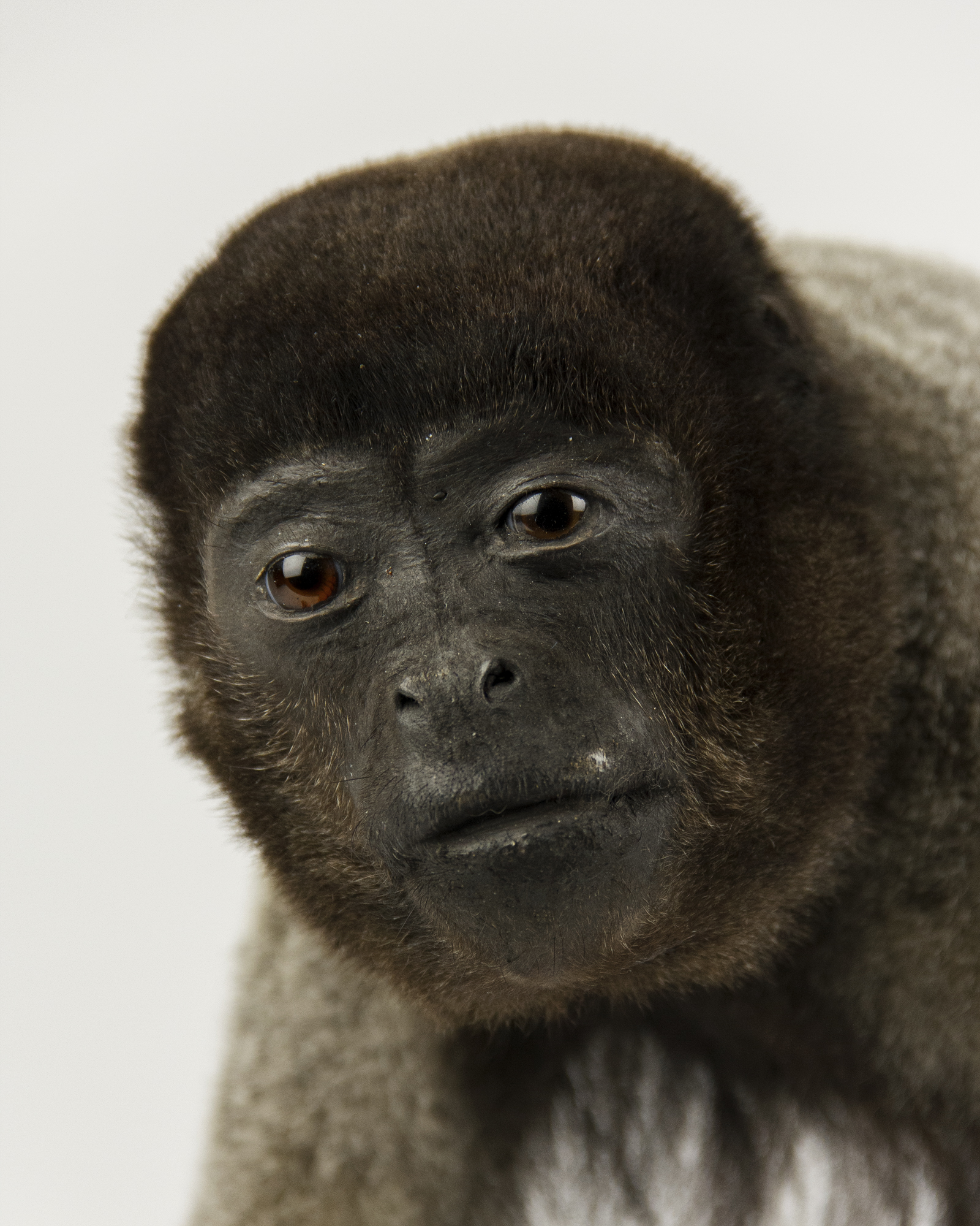 Gray woolly monkey