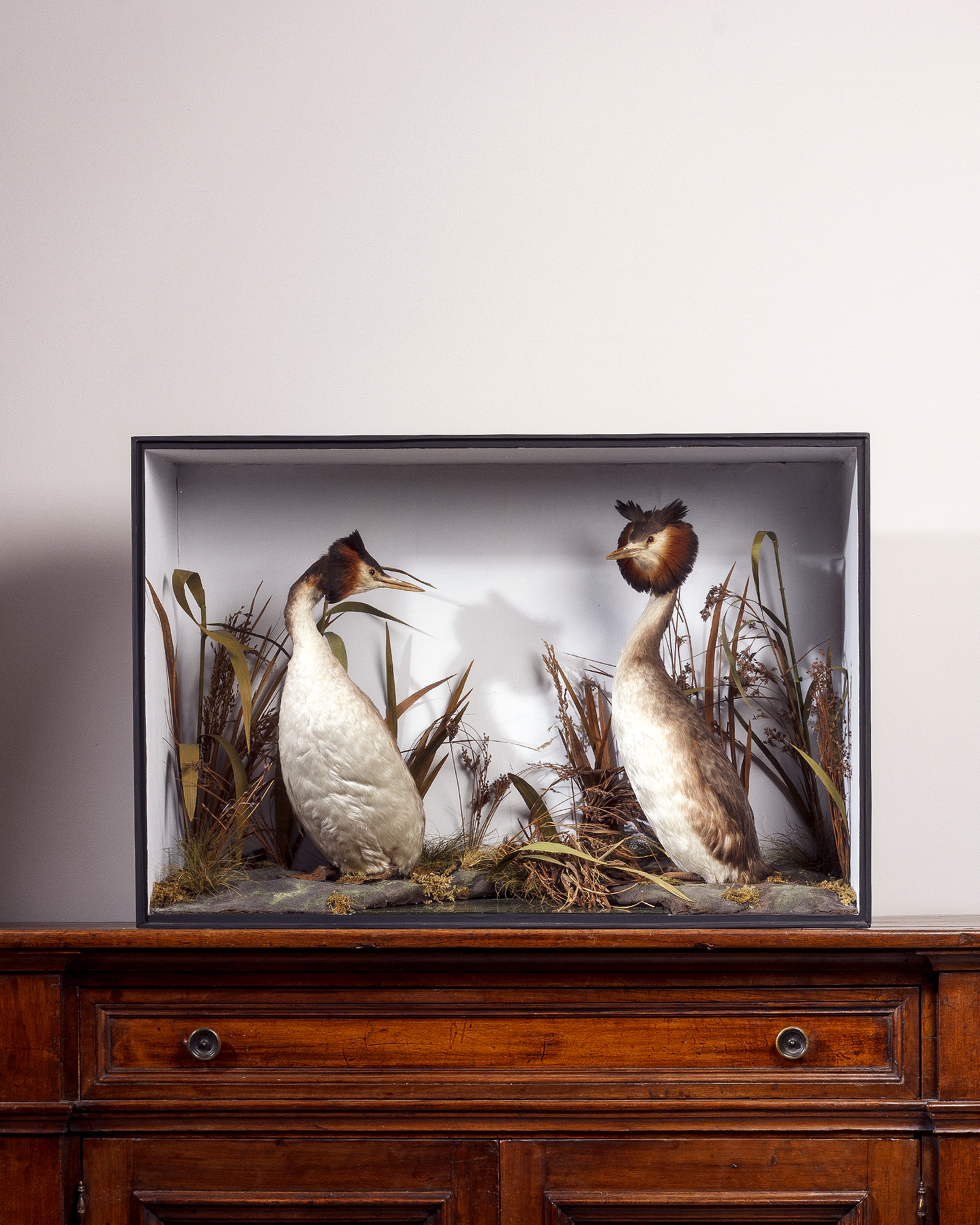 Great crested grebes by TE Gunn