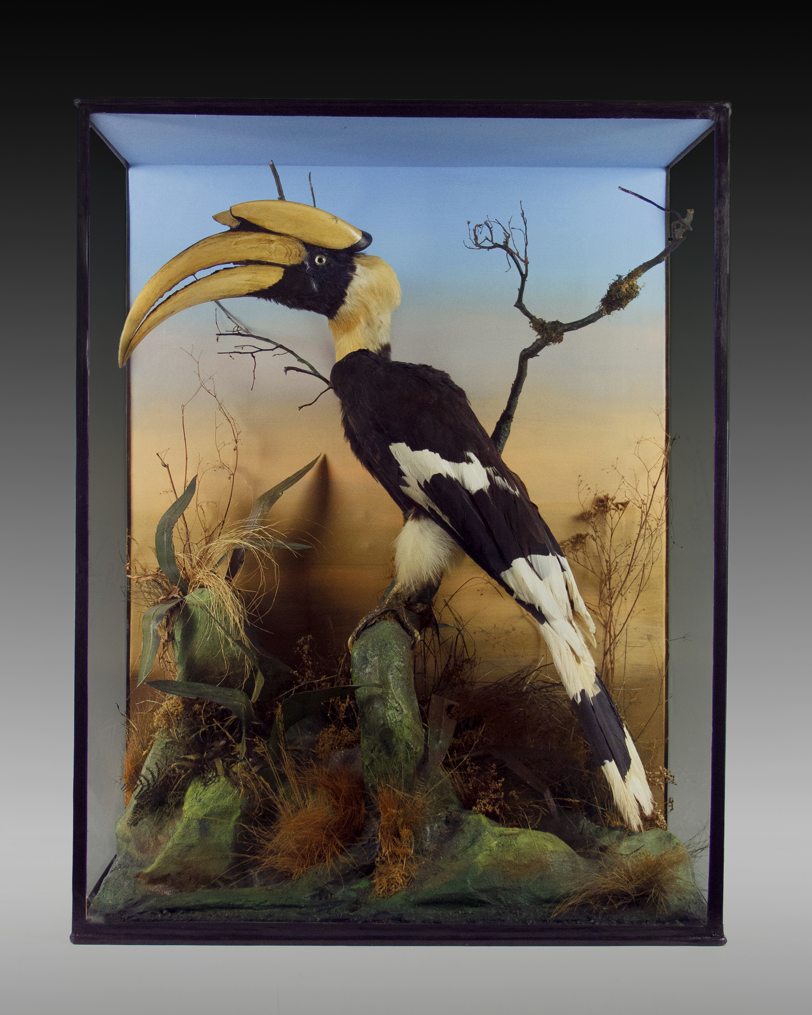 Great Hornbill