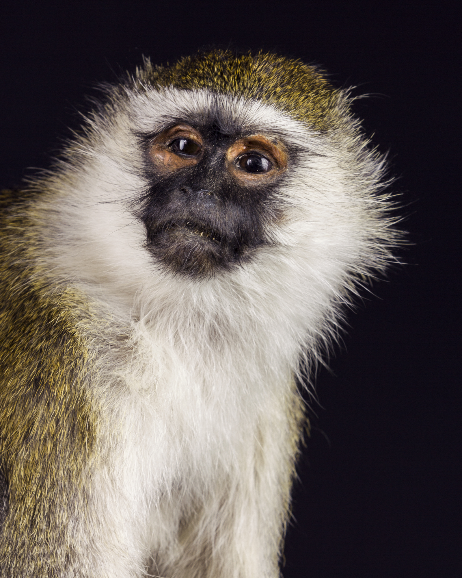 Green monkey