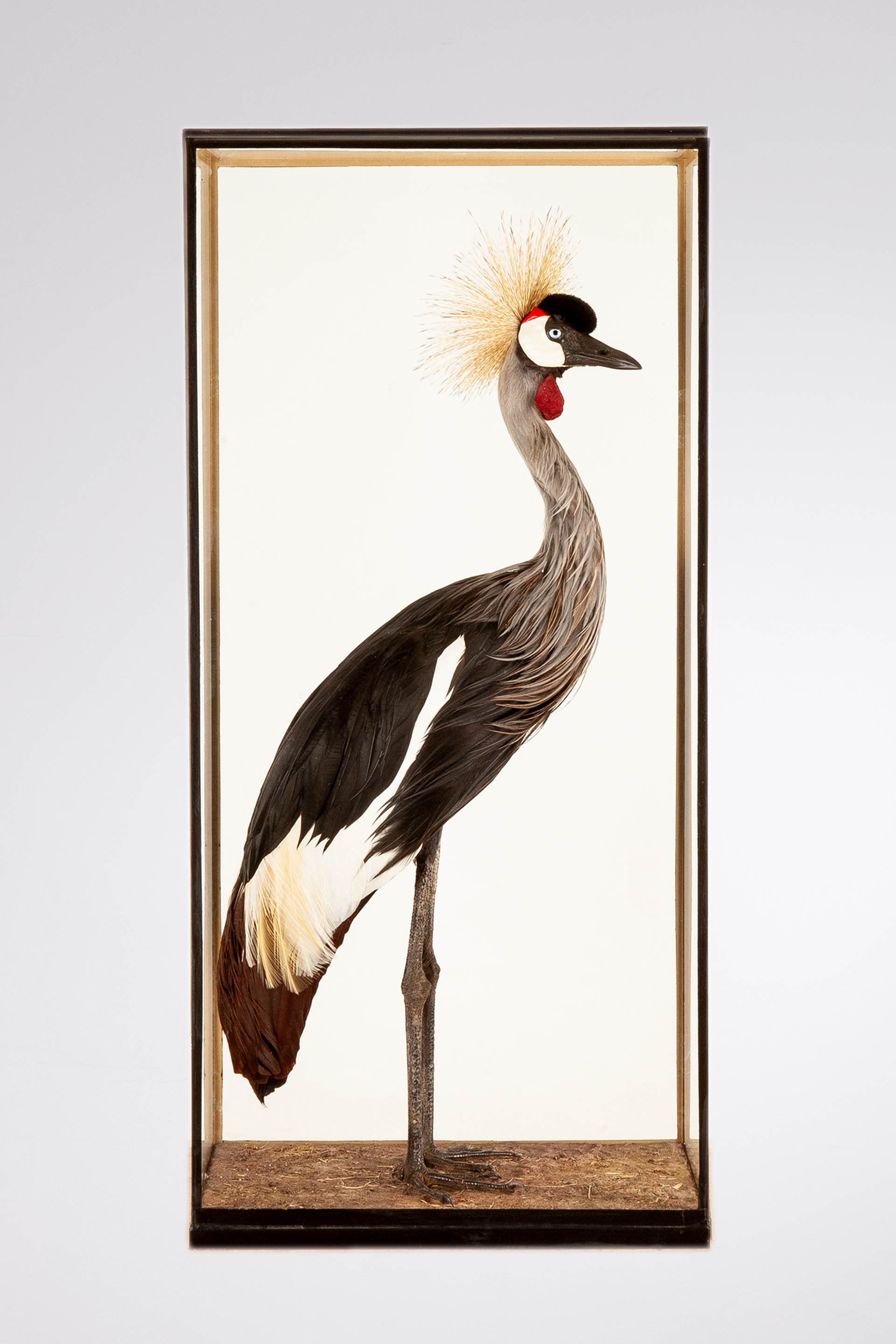 Taxidermy Grey crowned crane