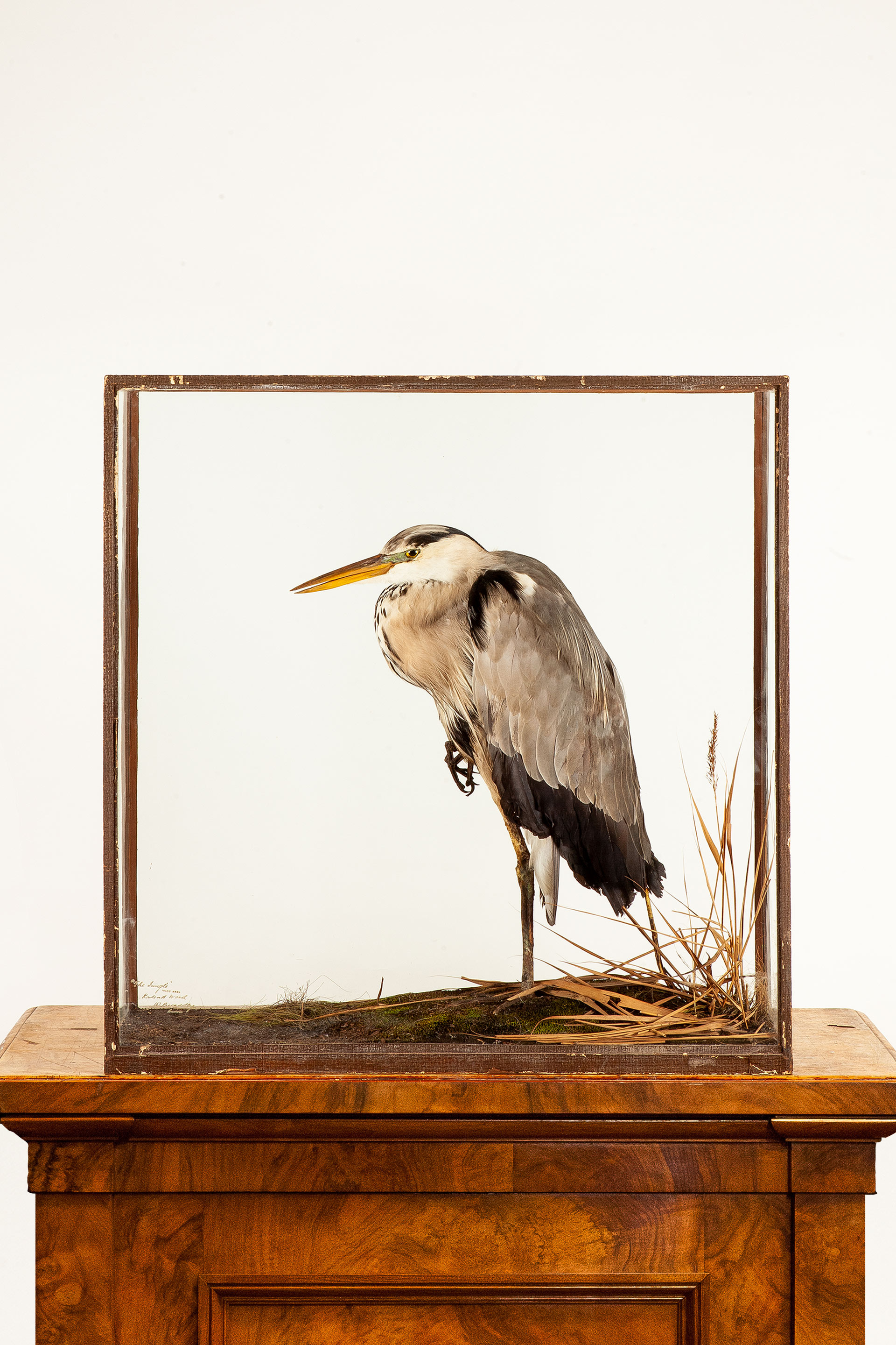 Grey Heron by Rowland Ward