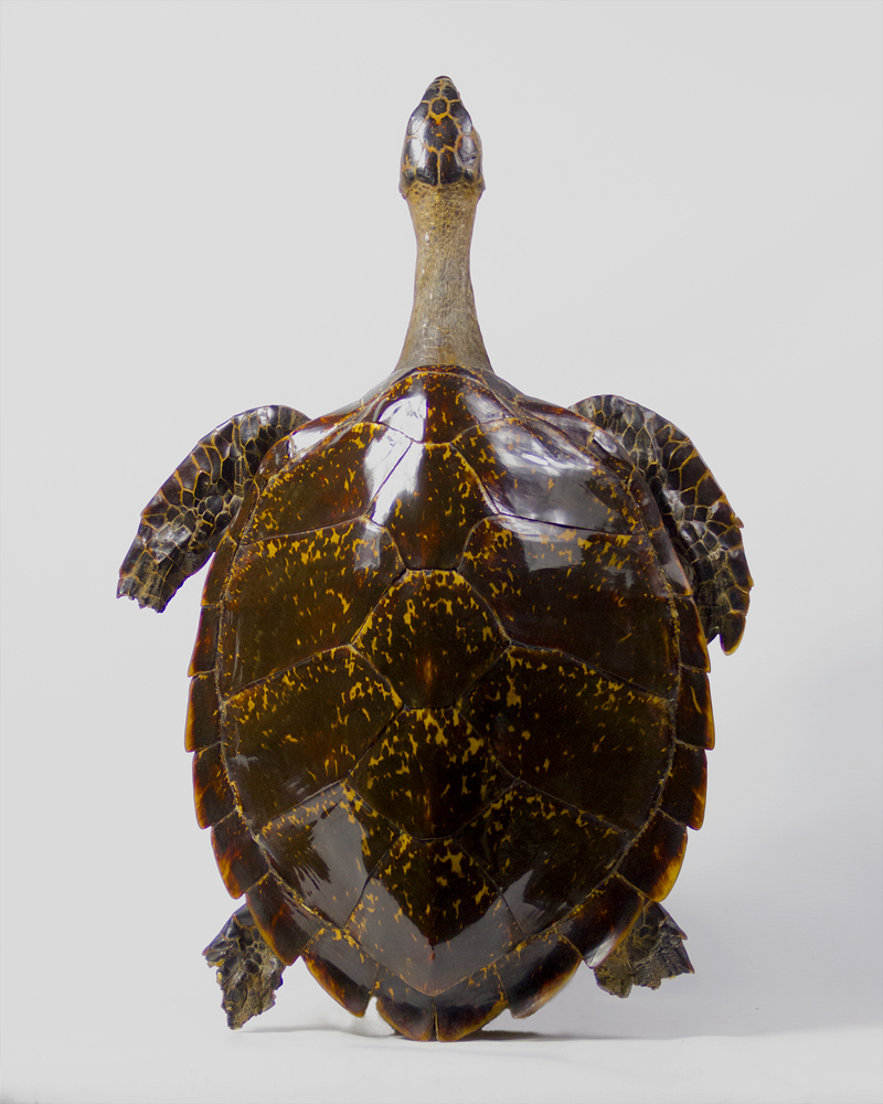 Hawksbill Turtle