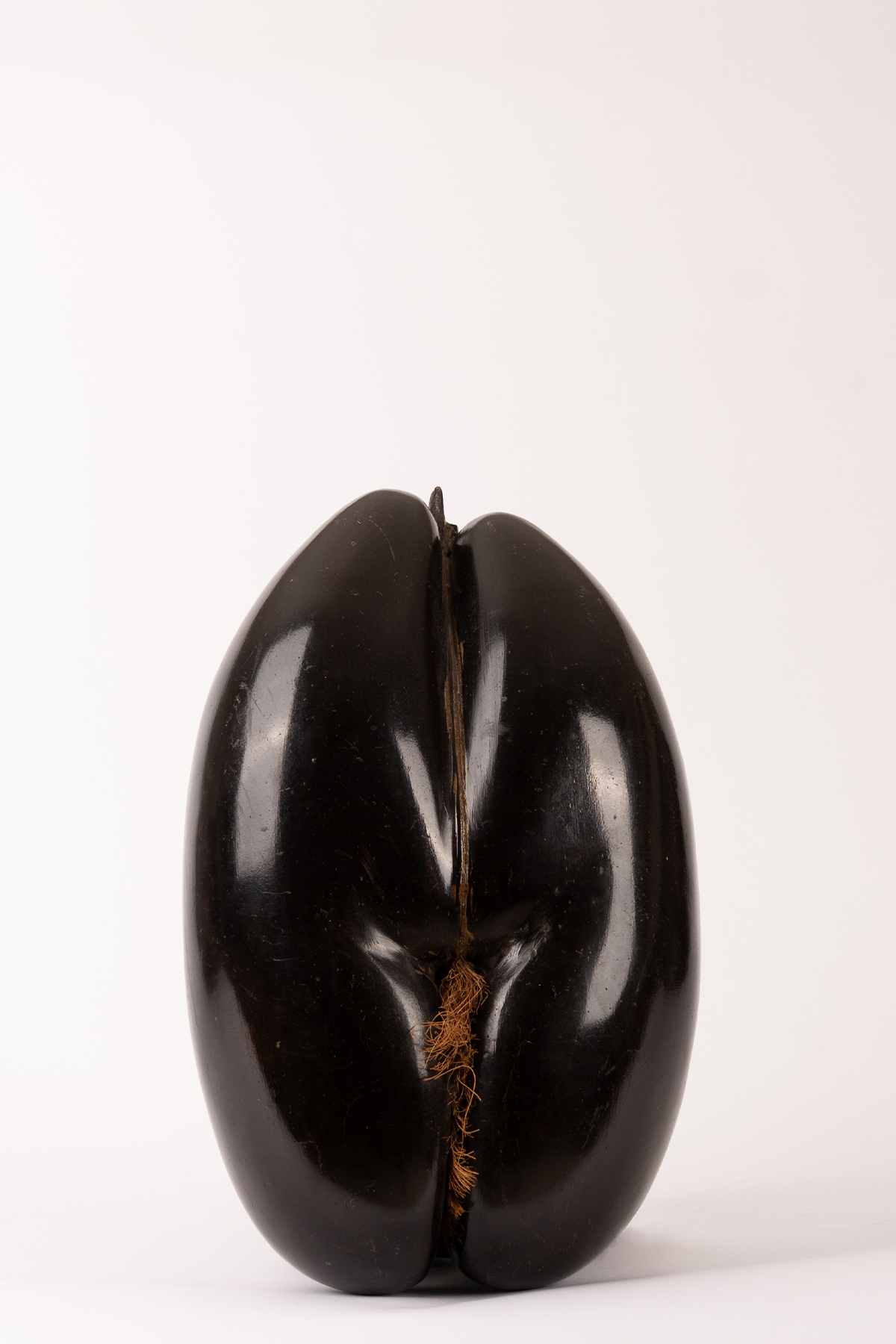 Highly Polished Antique Coco De Mer