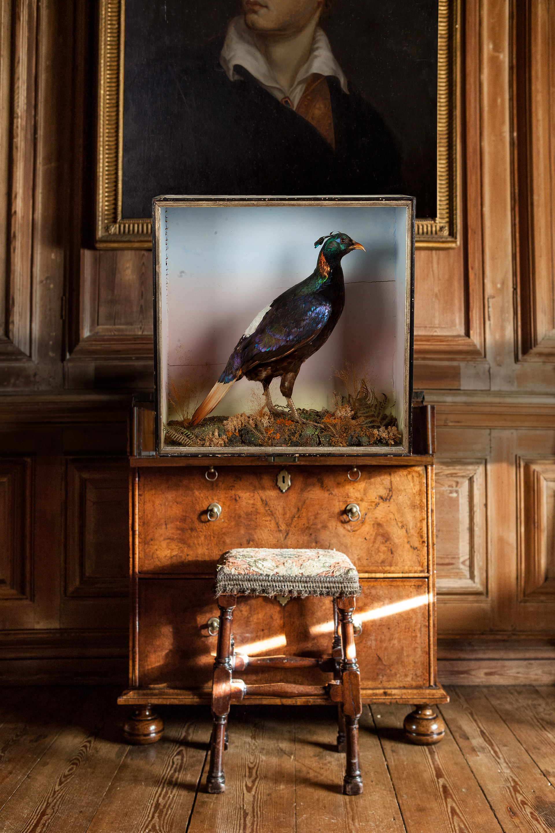 Taxidermy Himalayan Monal attributed to Henry Shaw
