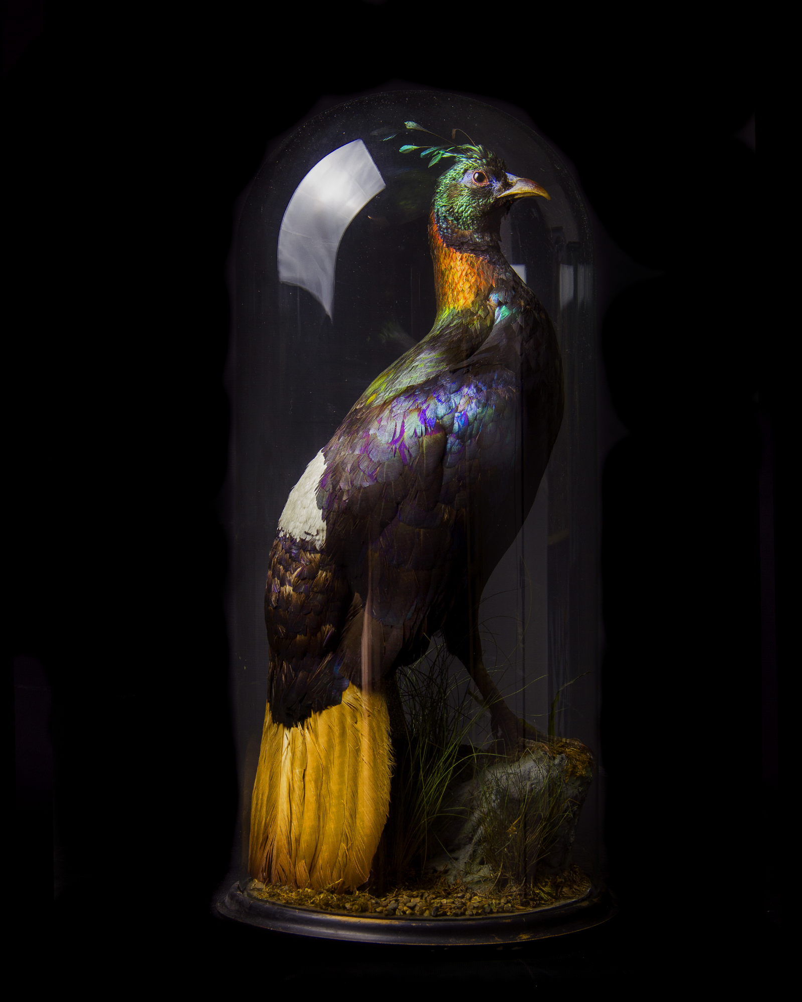 Himalayan monal