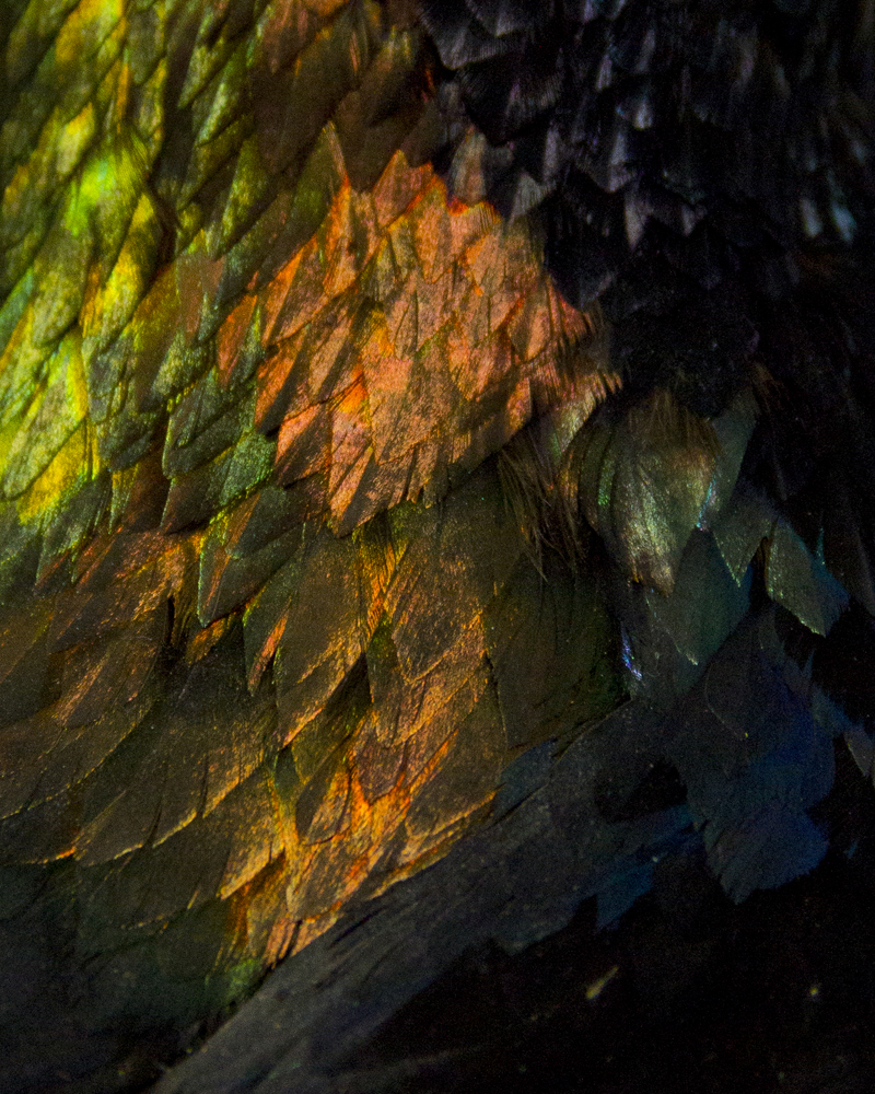 Himalayan Monals By Ward and co.