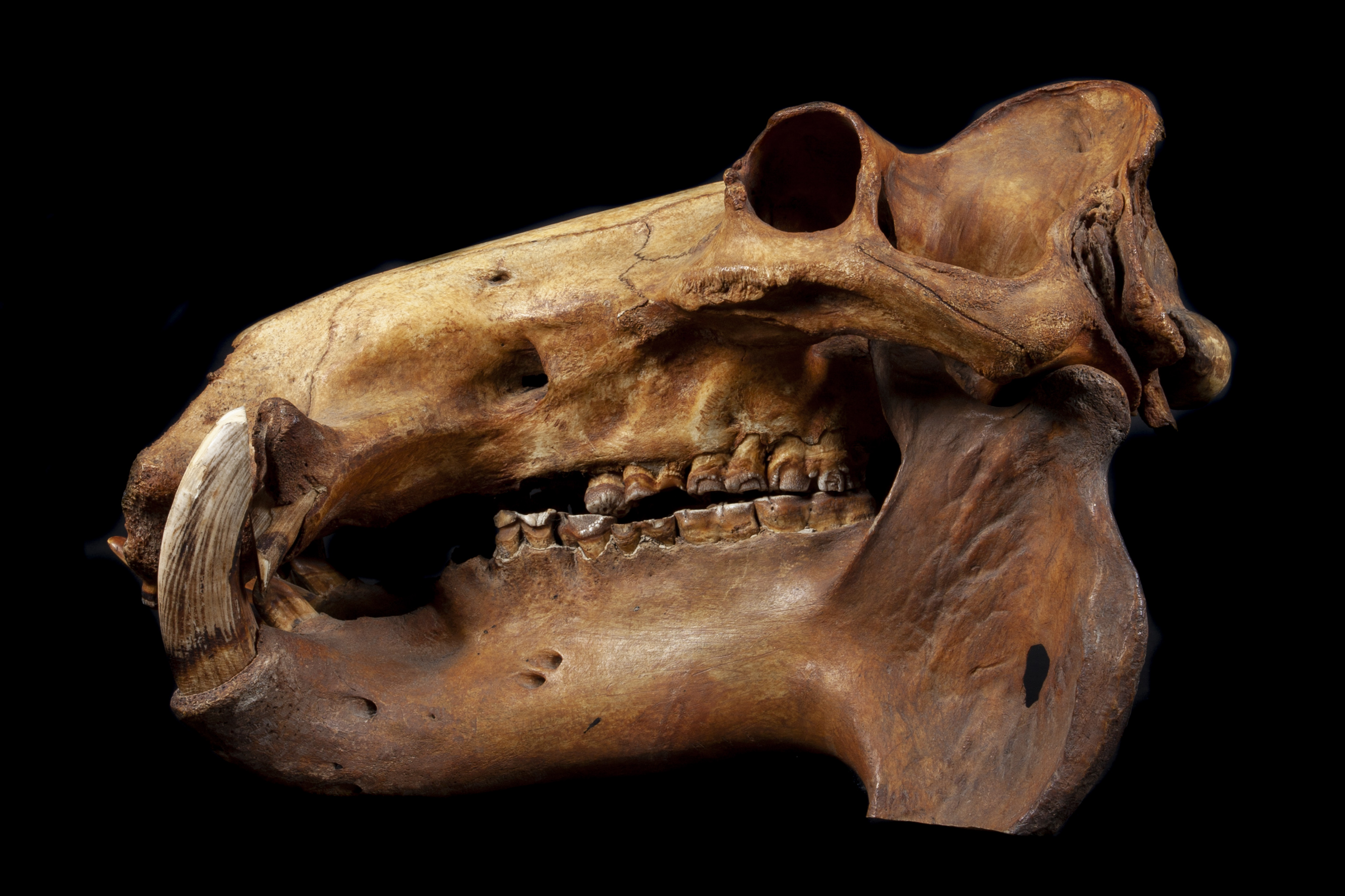 Hippopotamus skull from the collection of Lord McAlpine