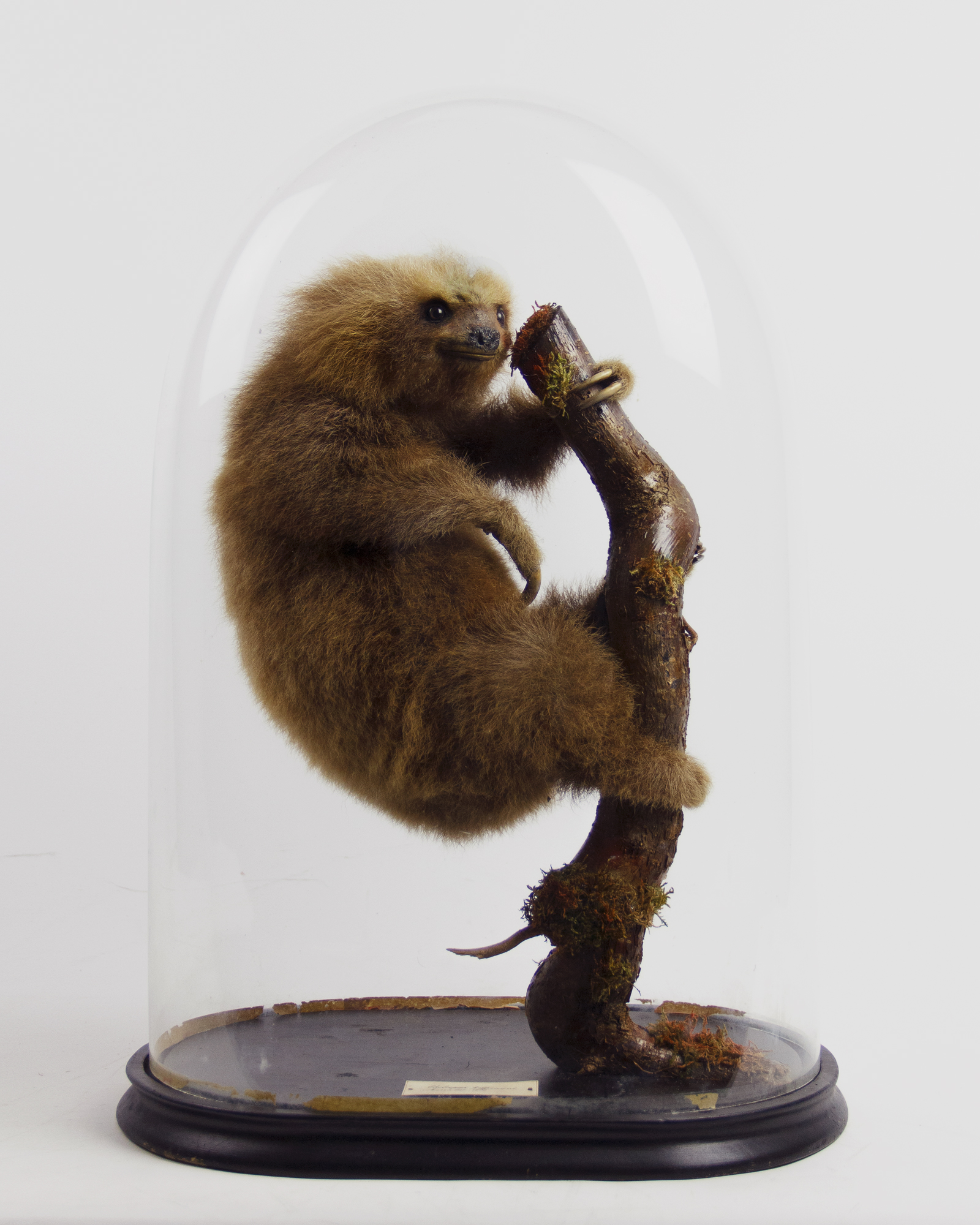 Antique Taxidermy Baby Hoffmann's sloth