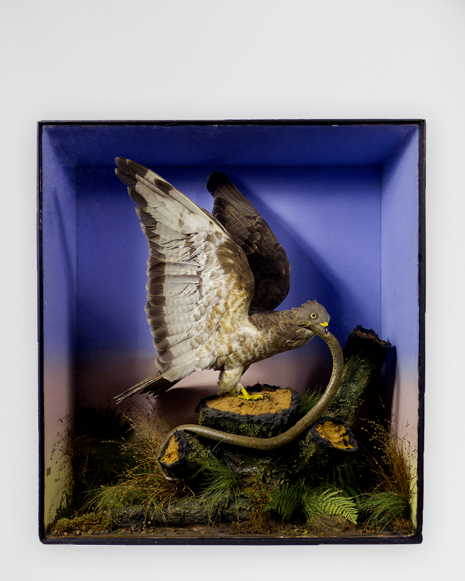 Honey Buzzard by Edwin Ward