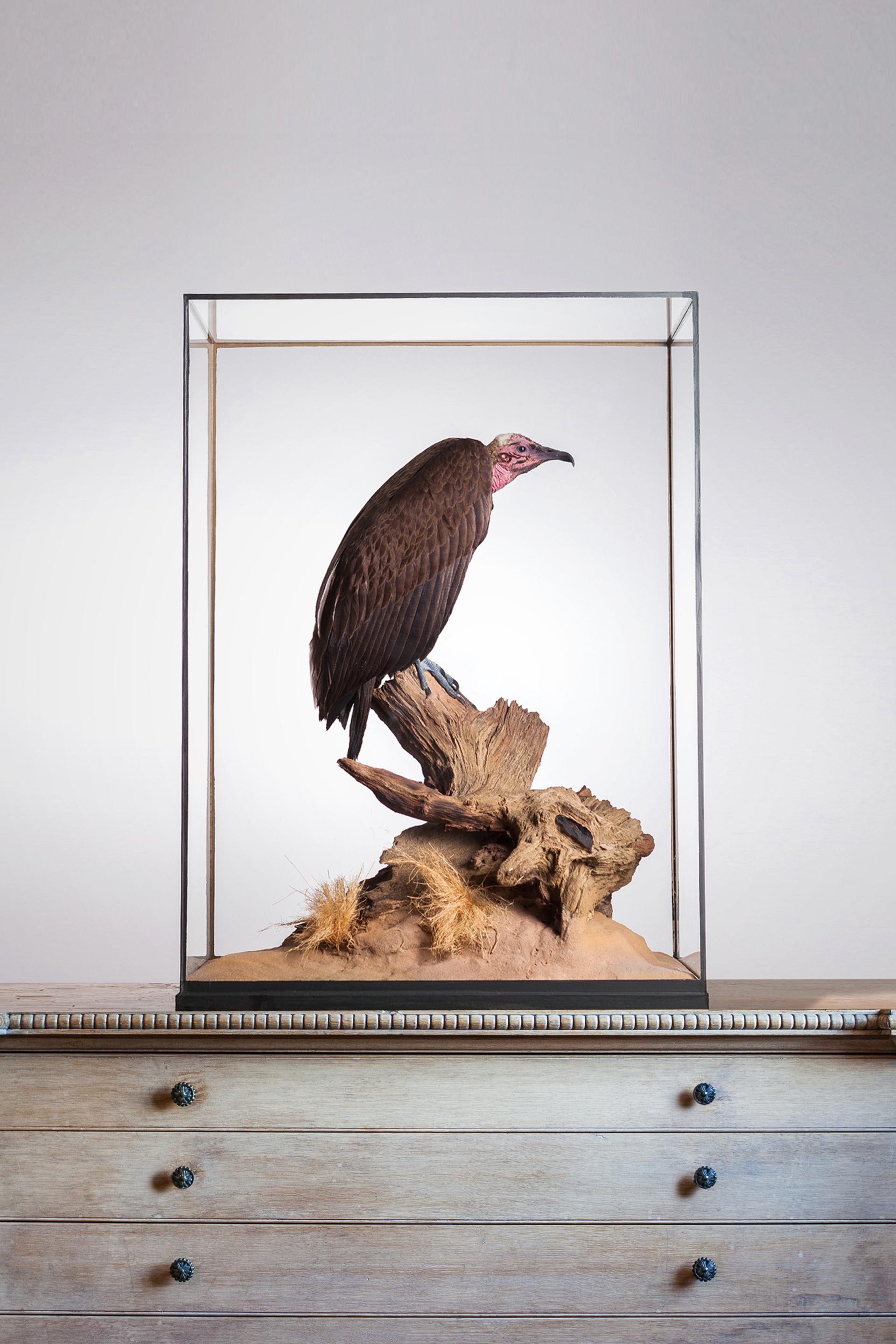 Hooded vulture by Carl Church