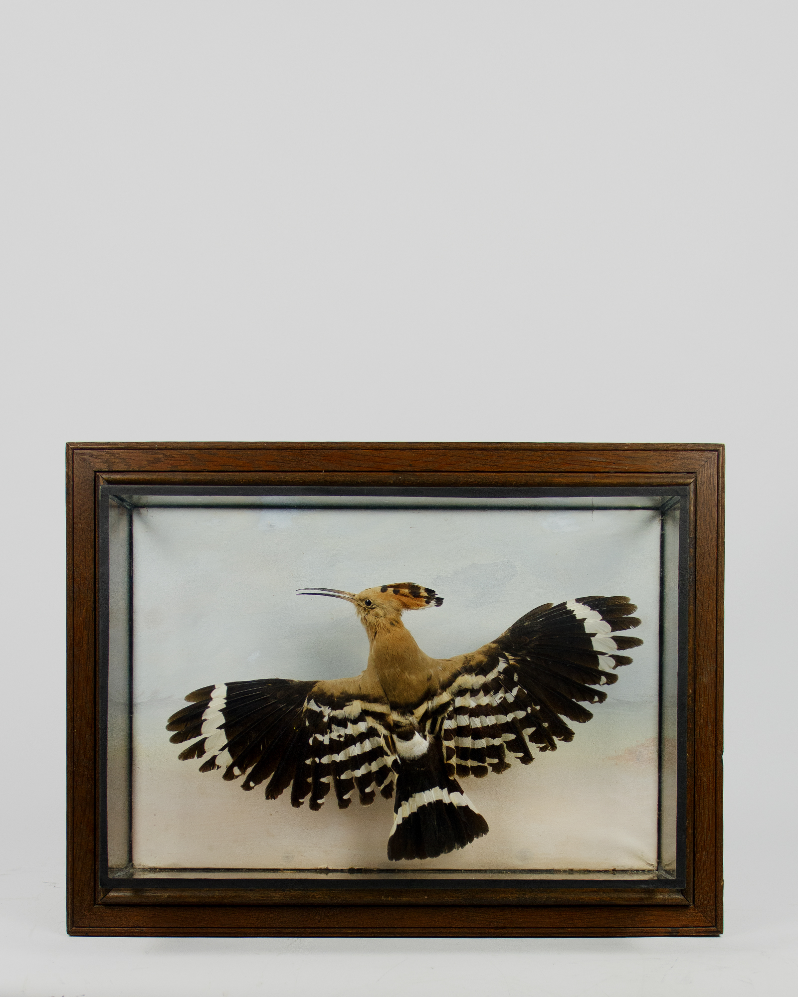 Hoopoe