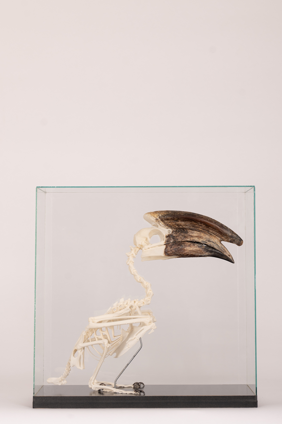 Hornbill skeleton