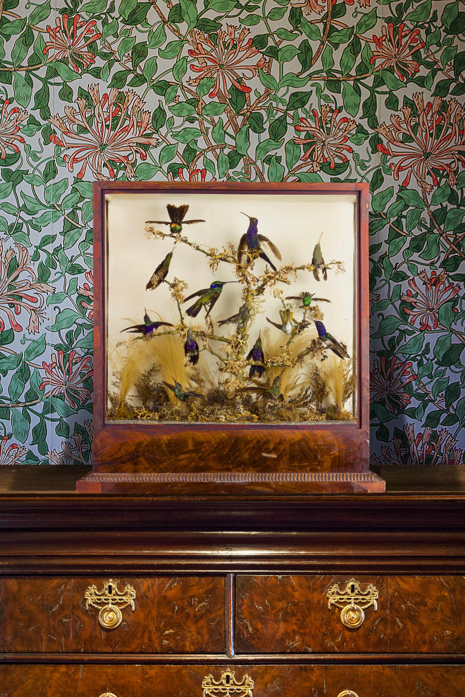 Hummingbirds attributed to Charles Waterton dated 1820