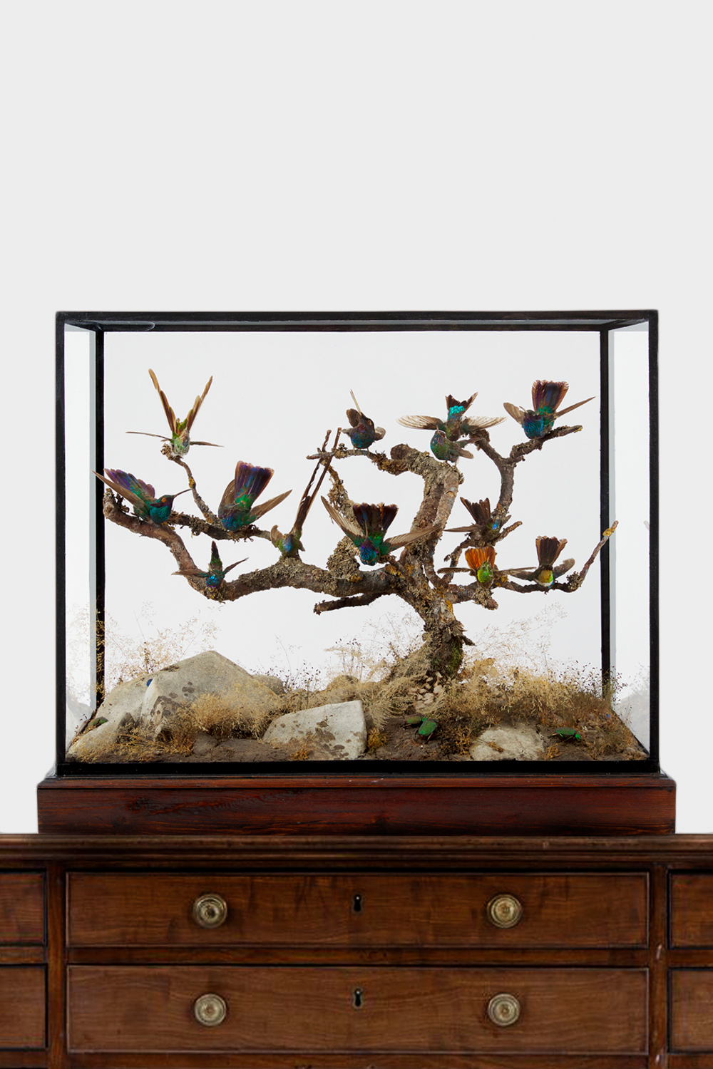 Hummingbirds Attributed To GW Quatremaine Of Malvern