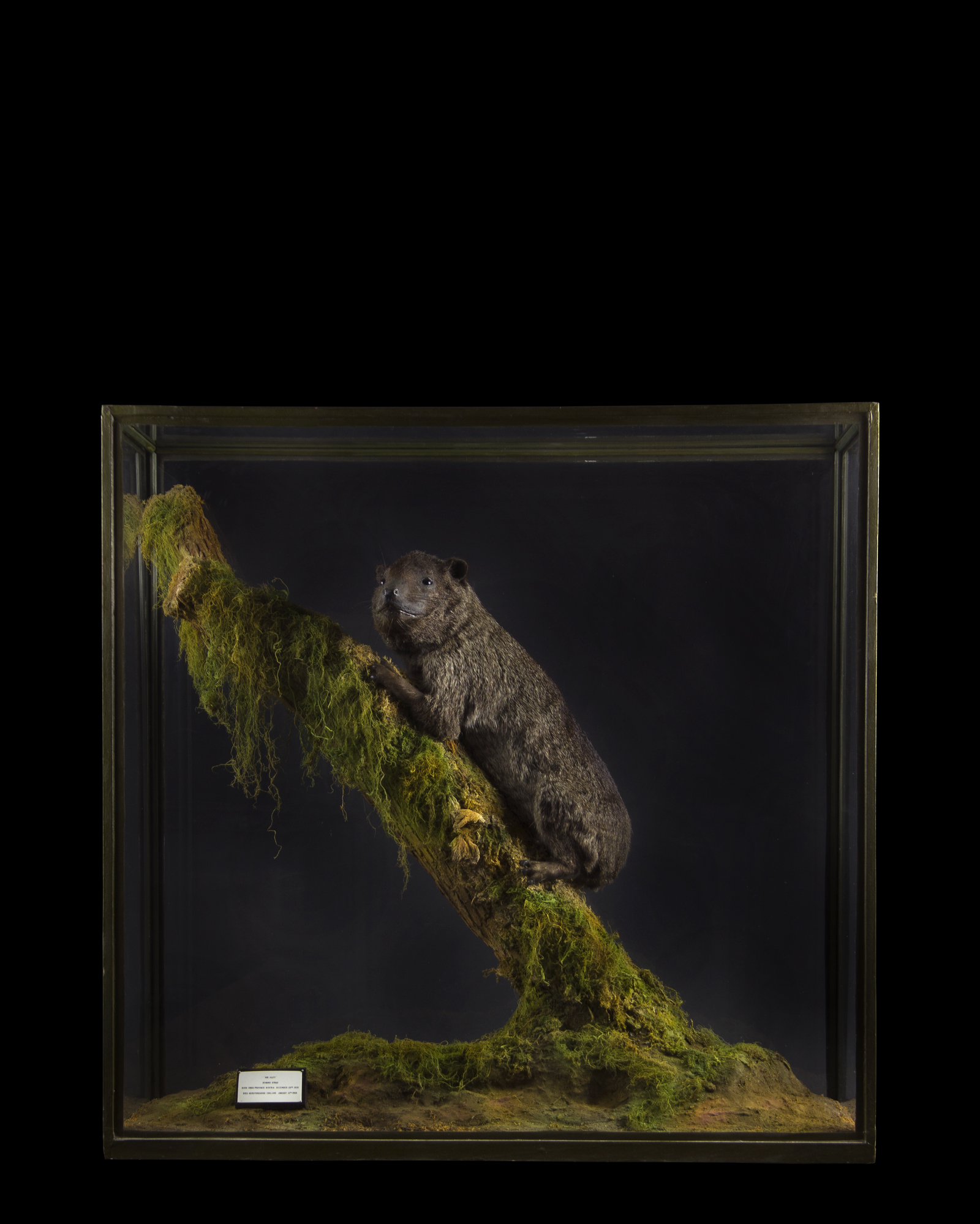 Hyrax
