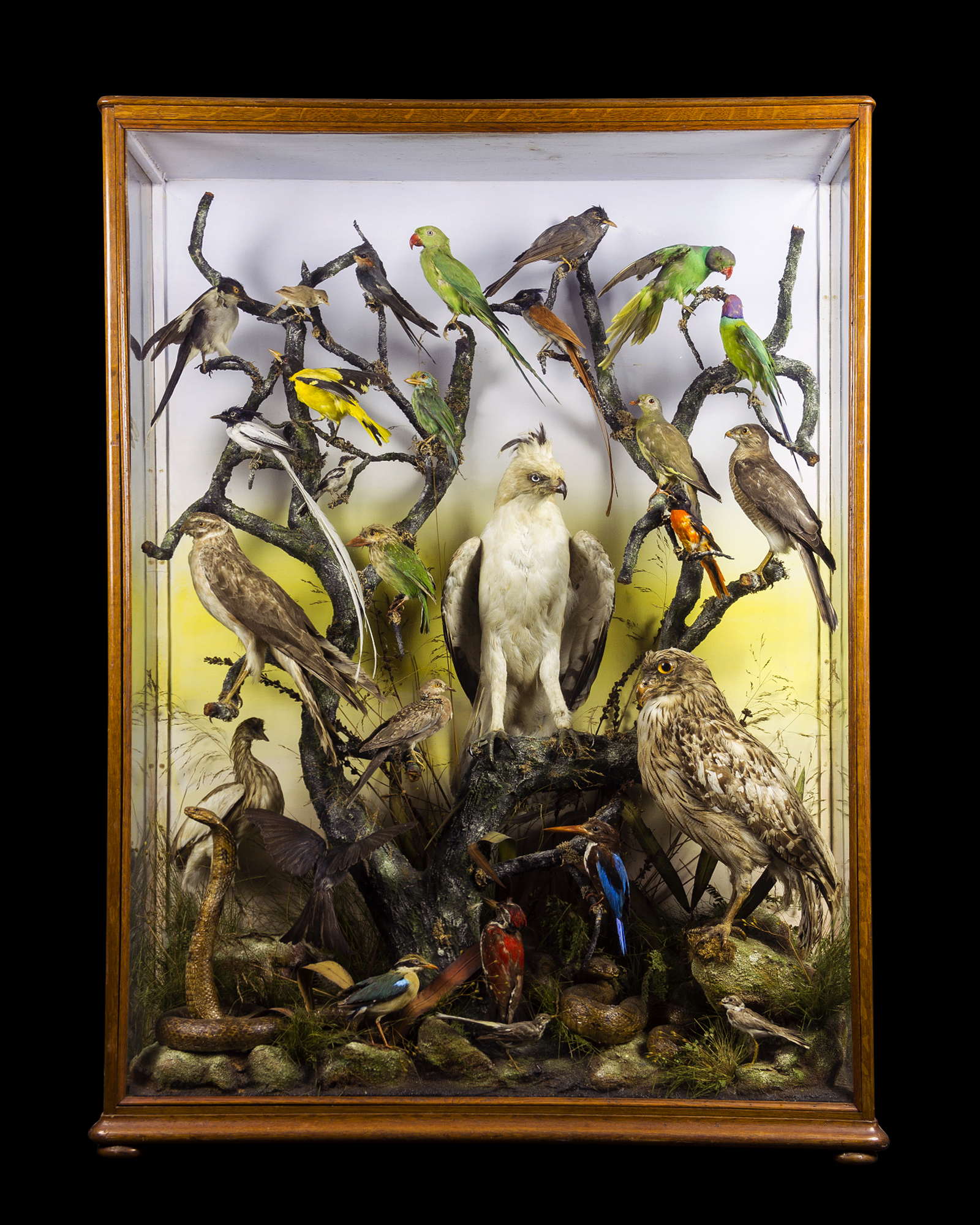 Indian Birds