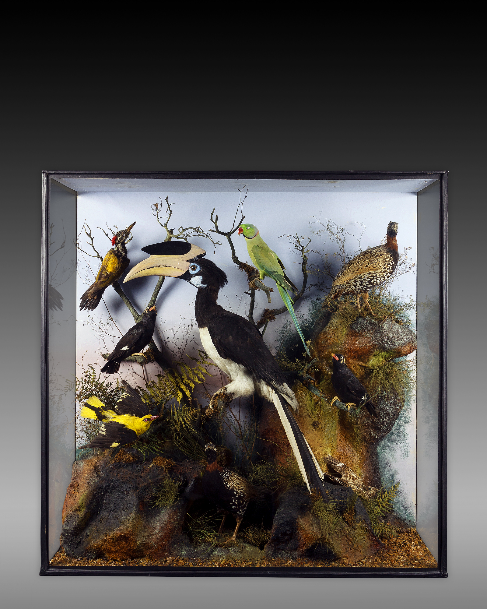 Indian Birds Case By Henry Ward