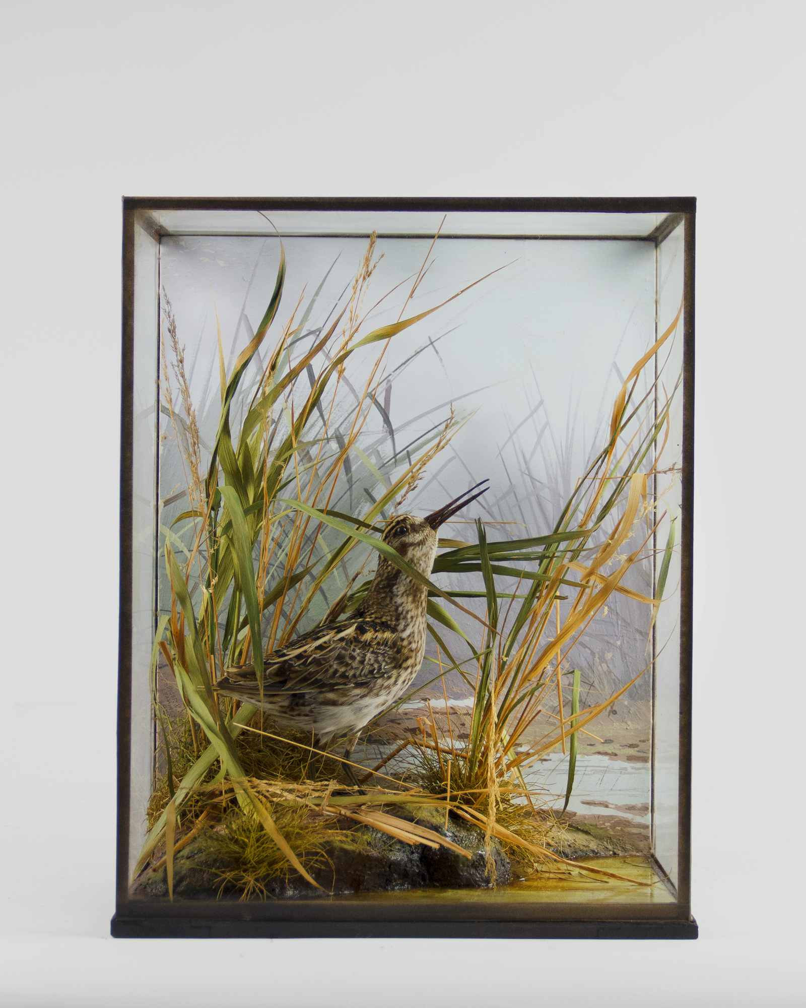 Jack Snipe By P. Spicer & sons