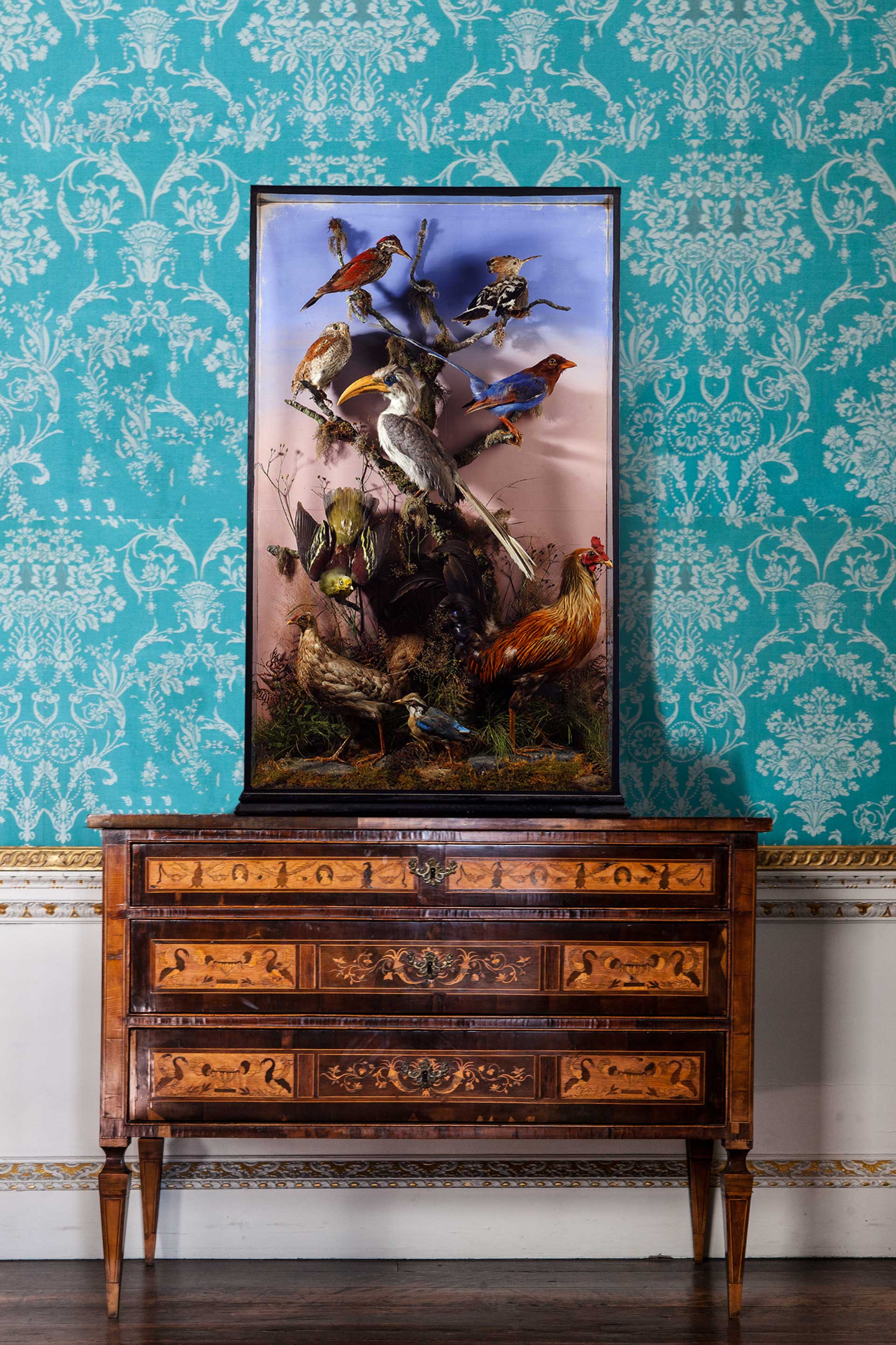Jungle birds by Williams of Dublin