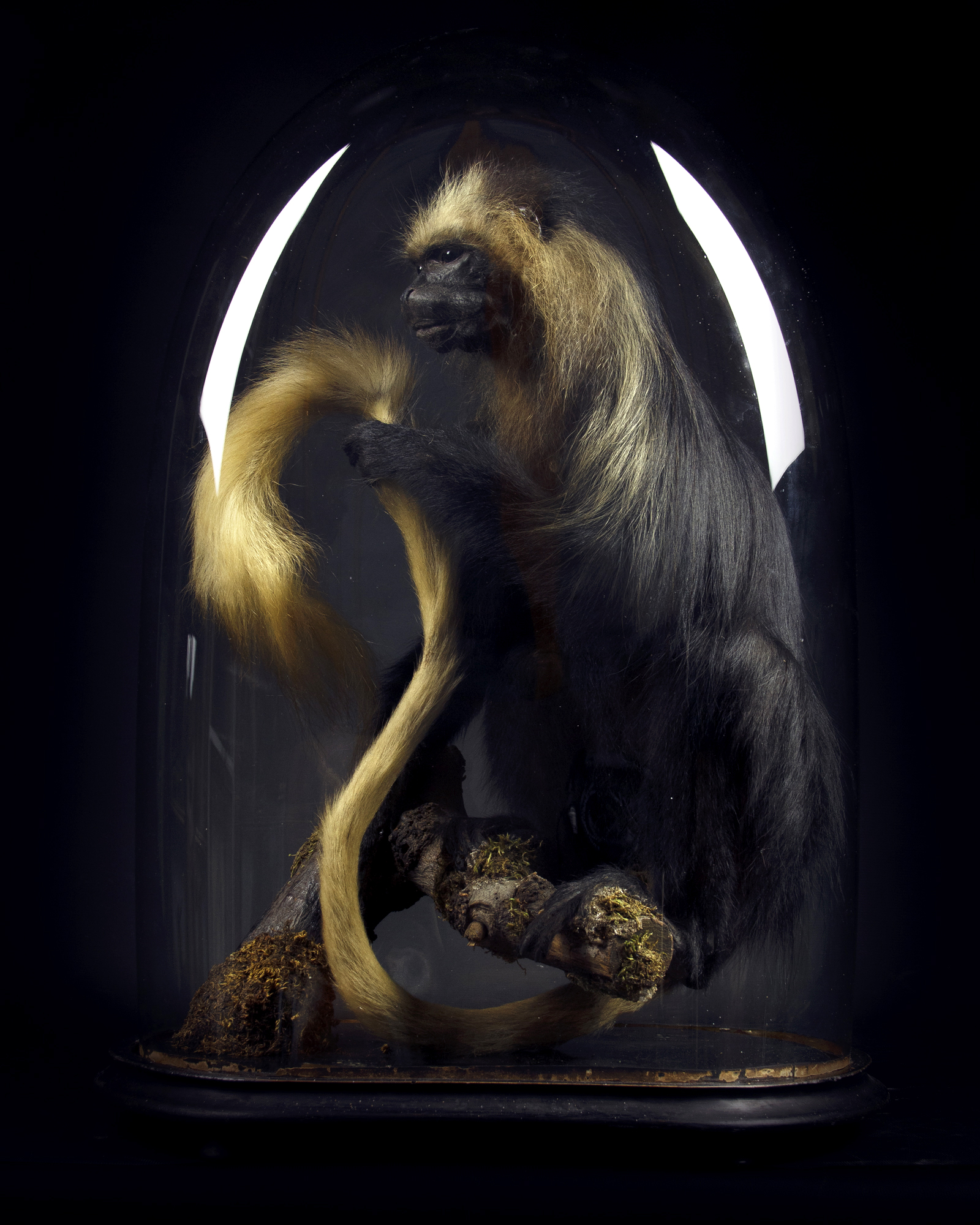 King Colobus Monkey (Colobus polykomos) circa 1895